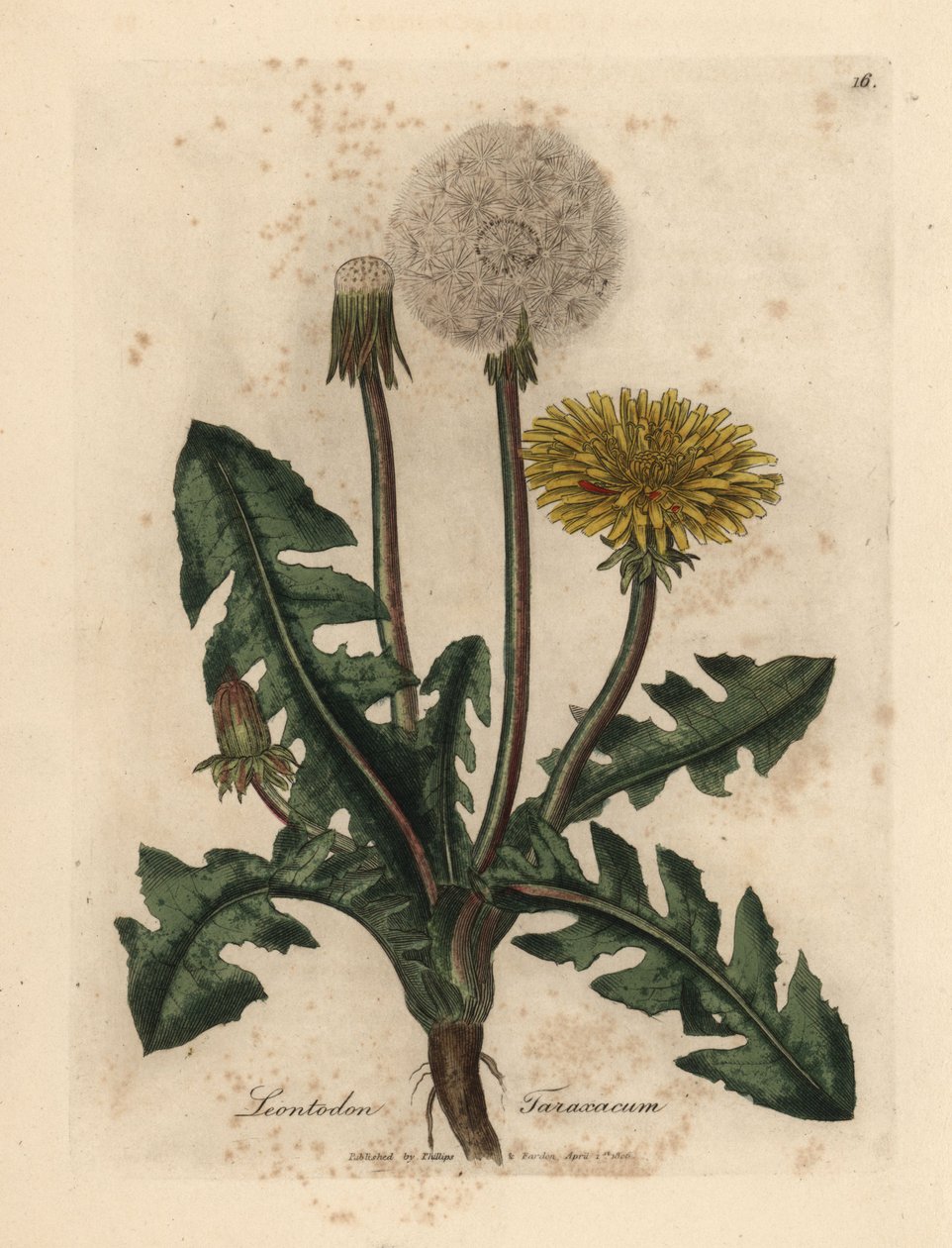 Gulblomstret almindelig mælkebøtte, Leontodon taraxacum af James Sowerby