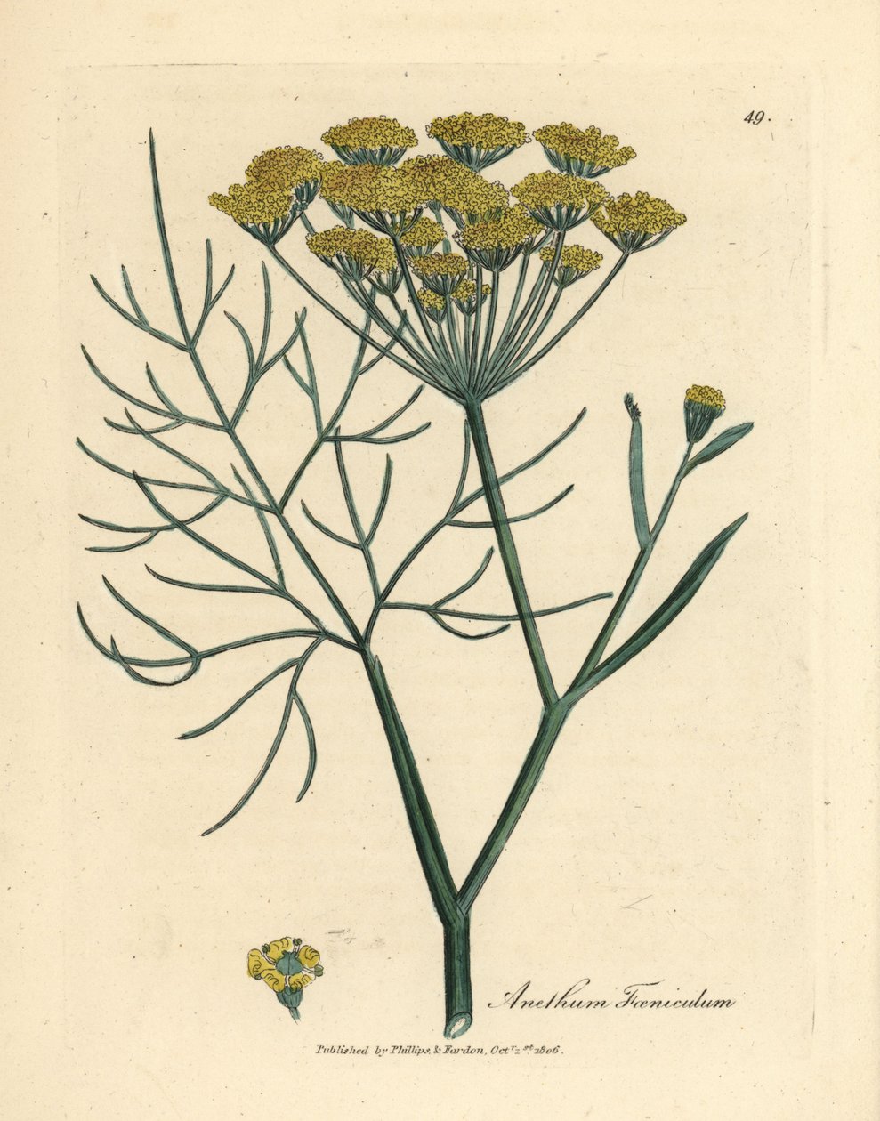 Gulblomstret fennikel, Anethum foeniculum af James Sowerby