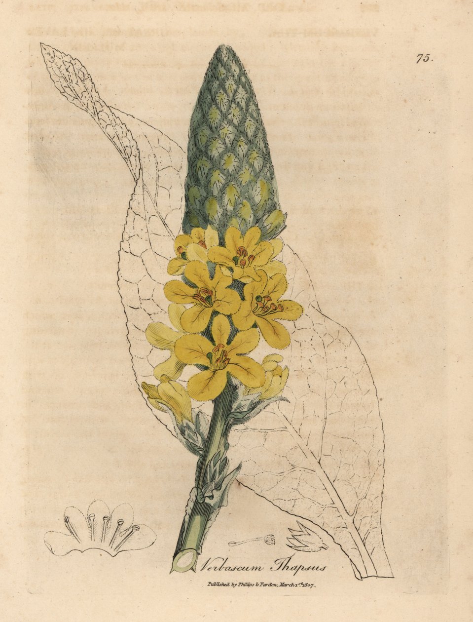 Gulblomstret stor bredbladet mullein, Verbascum thapsus af James Sowerby