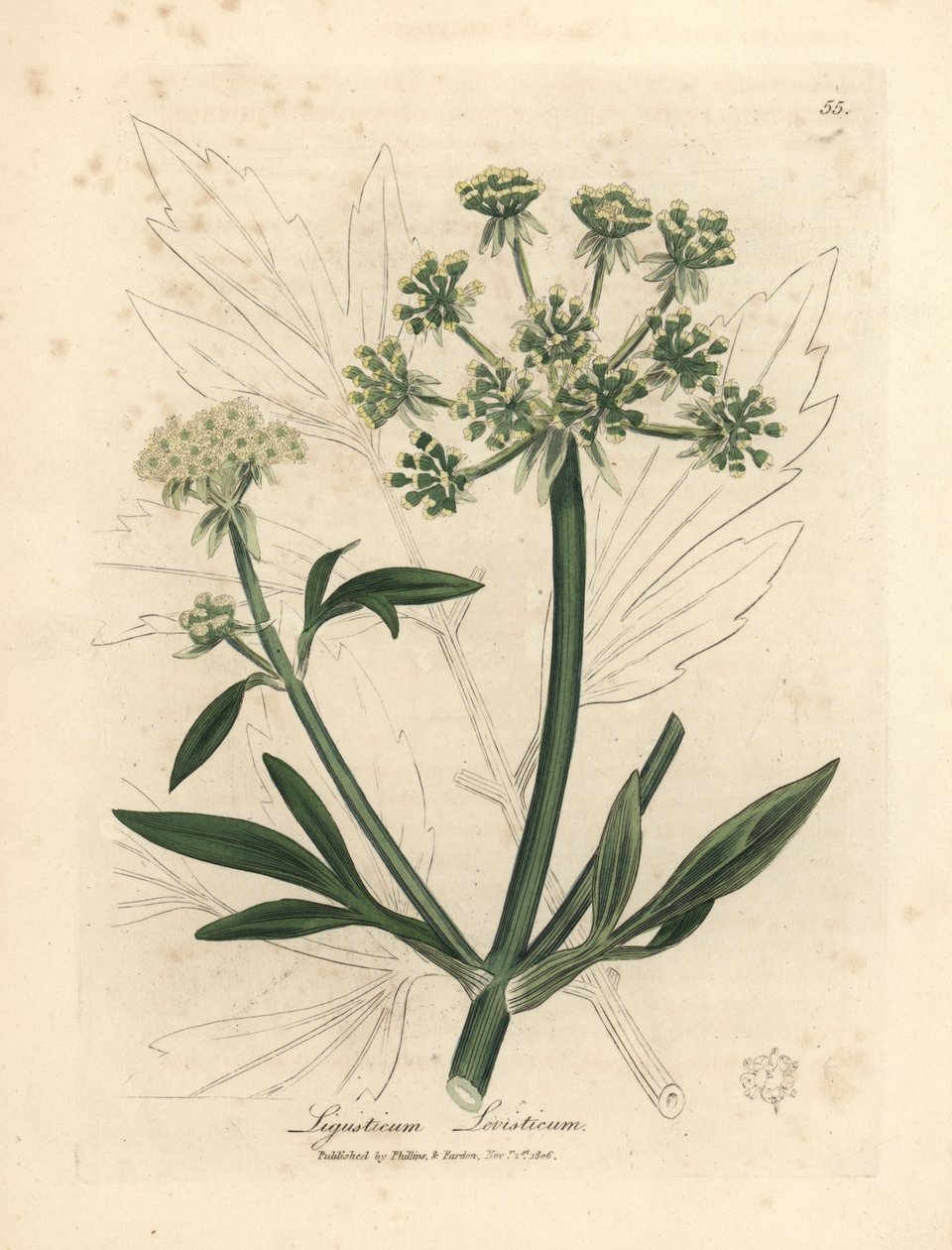 Gulblomstret løvstikke, Ligusticum levisticum af James Sowerby
