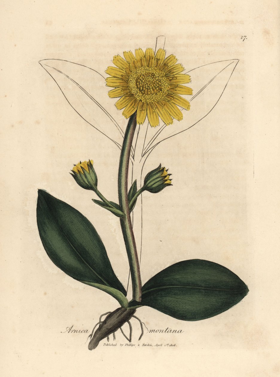 Gulblomstret bjergarnica, Arnica montana af James Sowerby