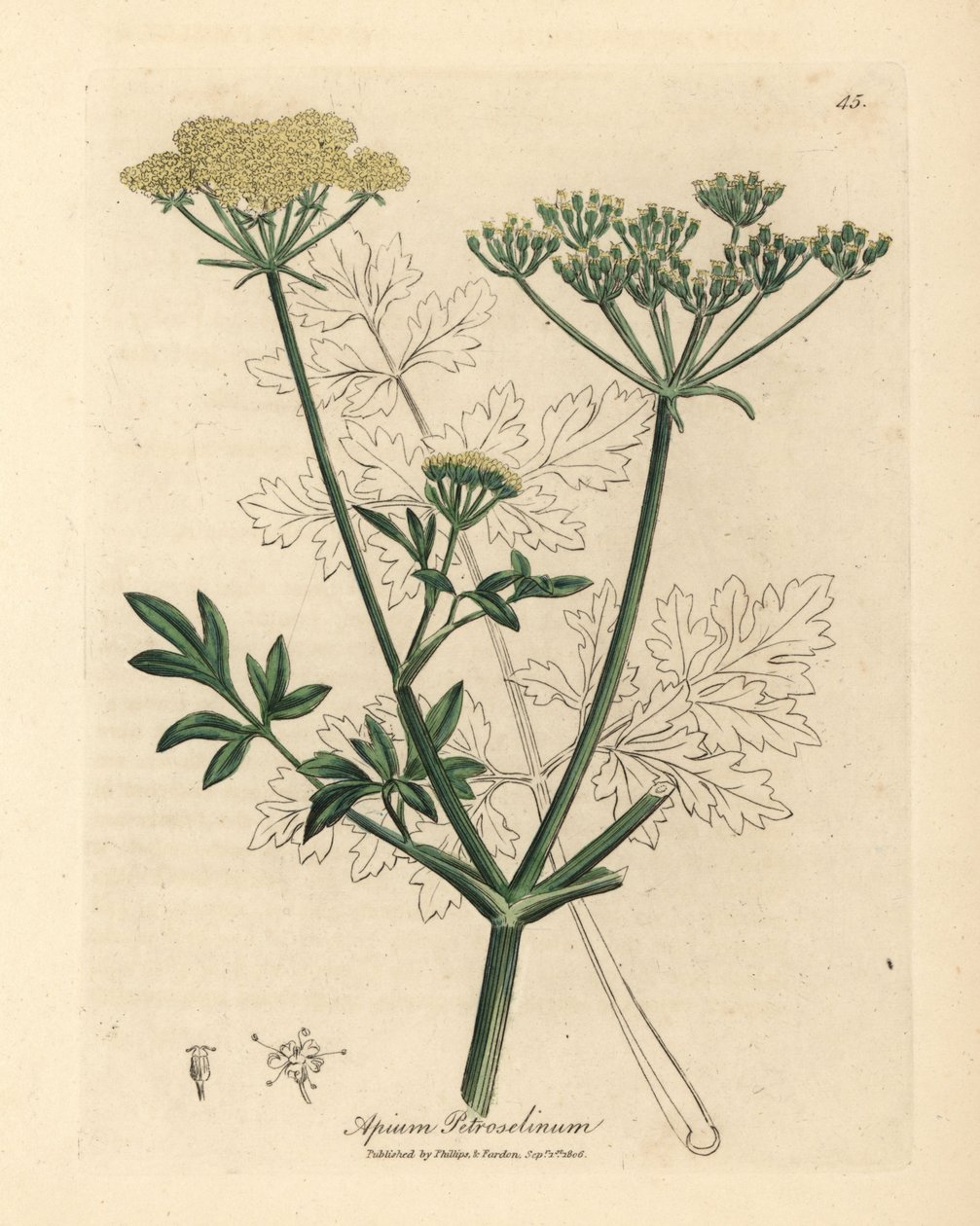 Gulblomstret persille, Apium petroselinum af James Sowerby
