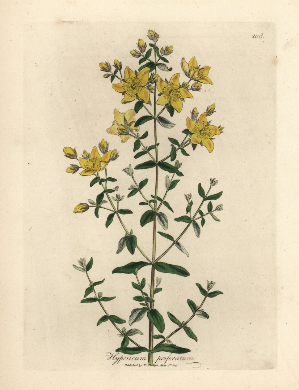 Gulblomstret perforeret perikon, Hypericum perforatum af James Sowerby