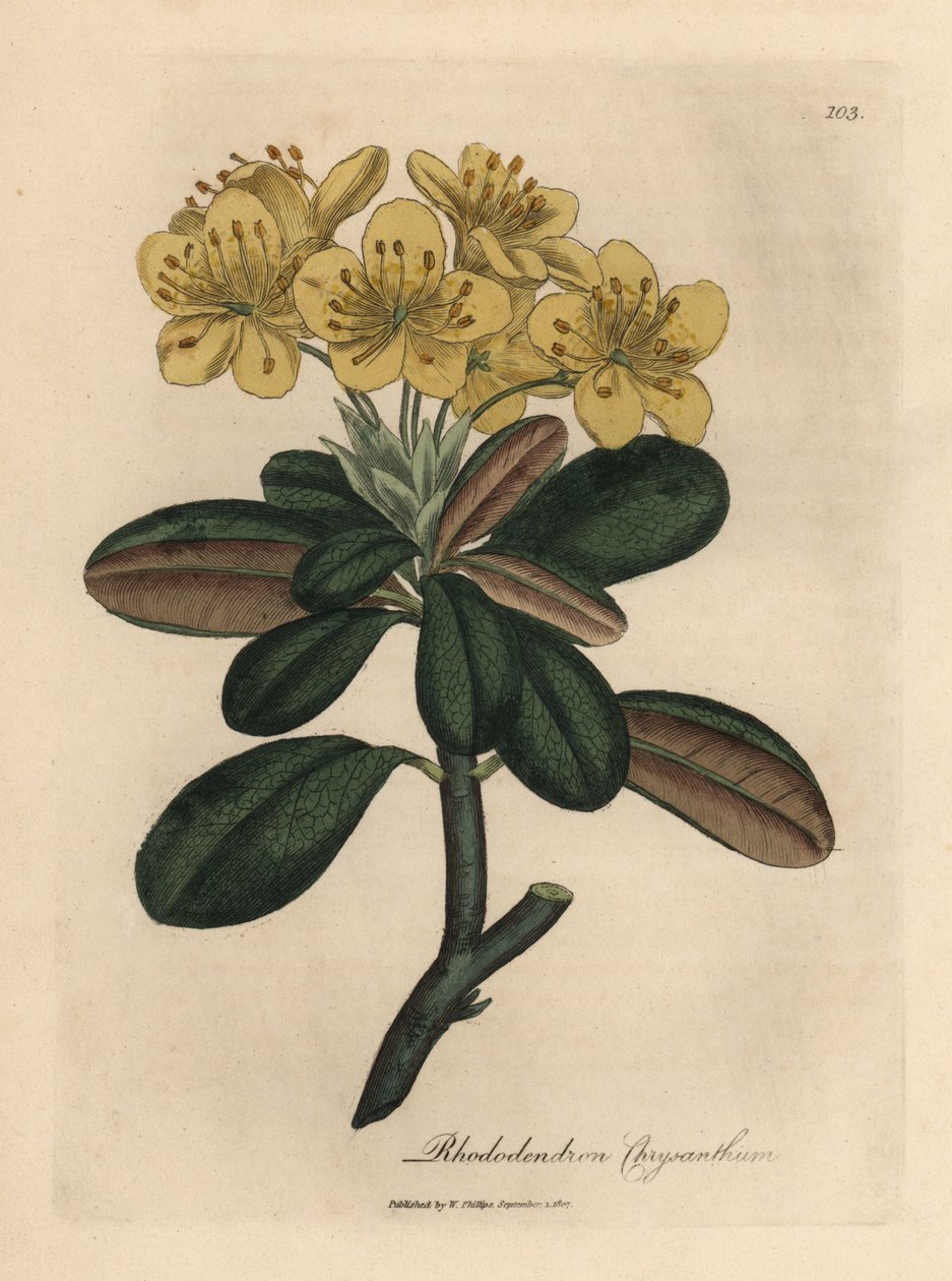 Gulblomstret rhododendron, Rhododendron krysantemum af James Sowerby