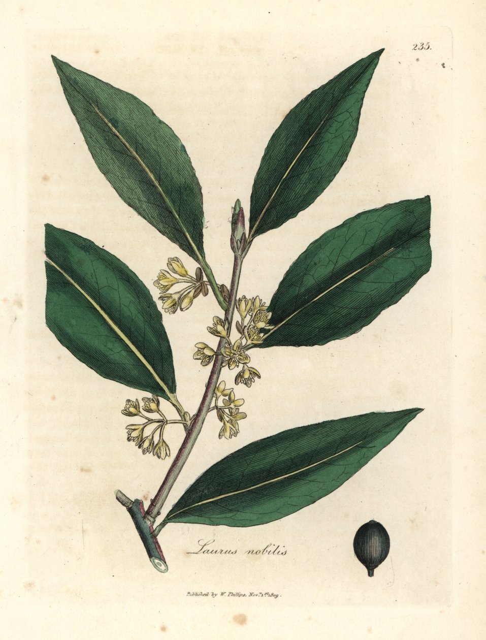 Gulblomstrede søde laurbærblade, Laurus nobilis af James Sowerby