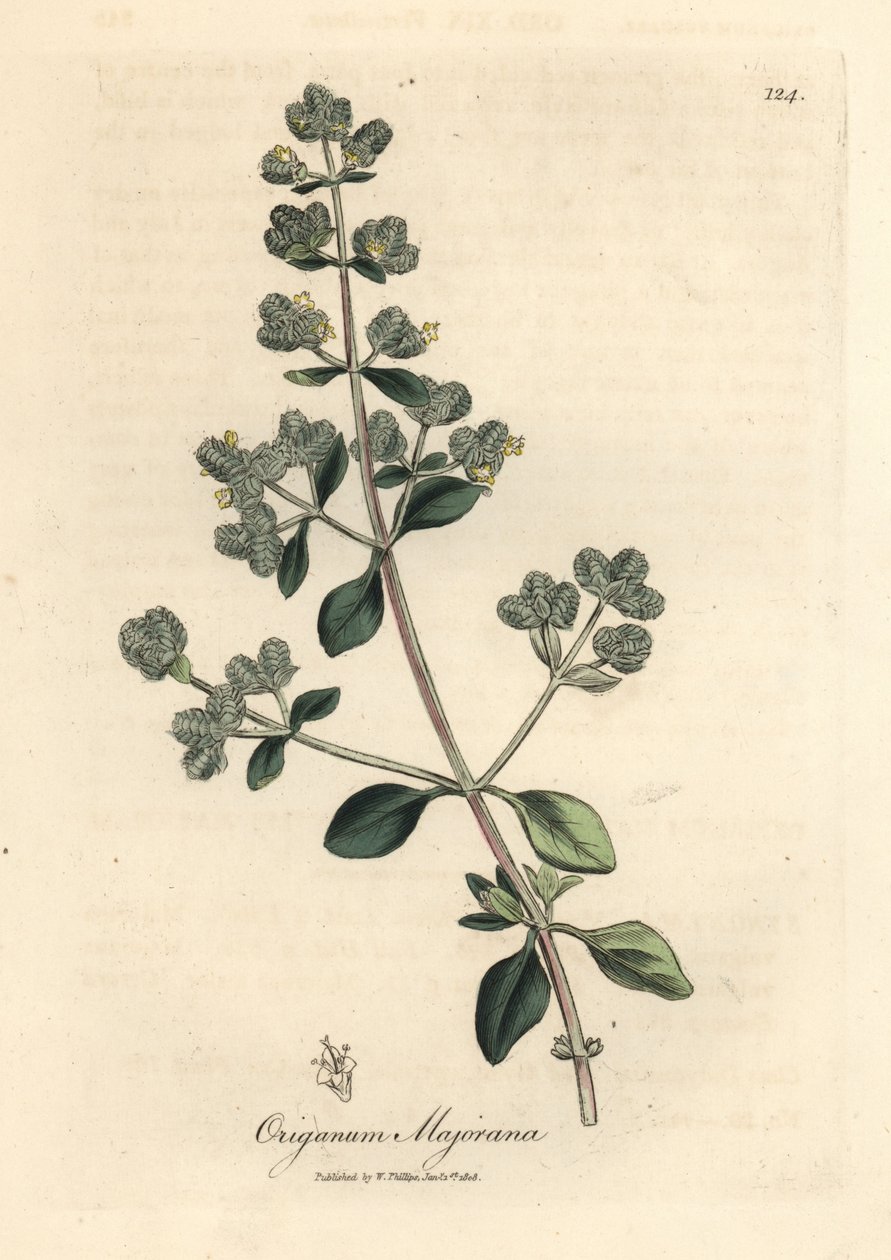 Gulblomstret sød merian, Origanum majorana af James Sowerby