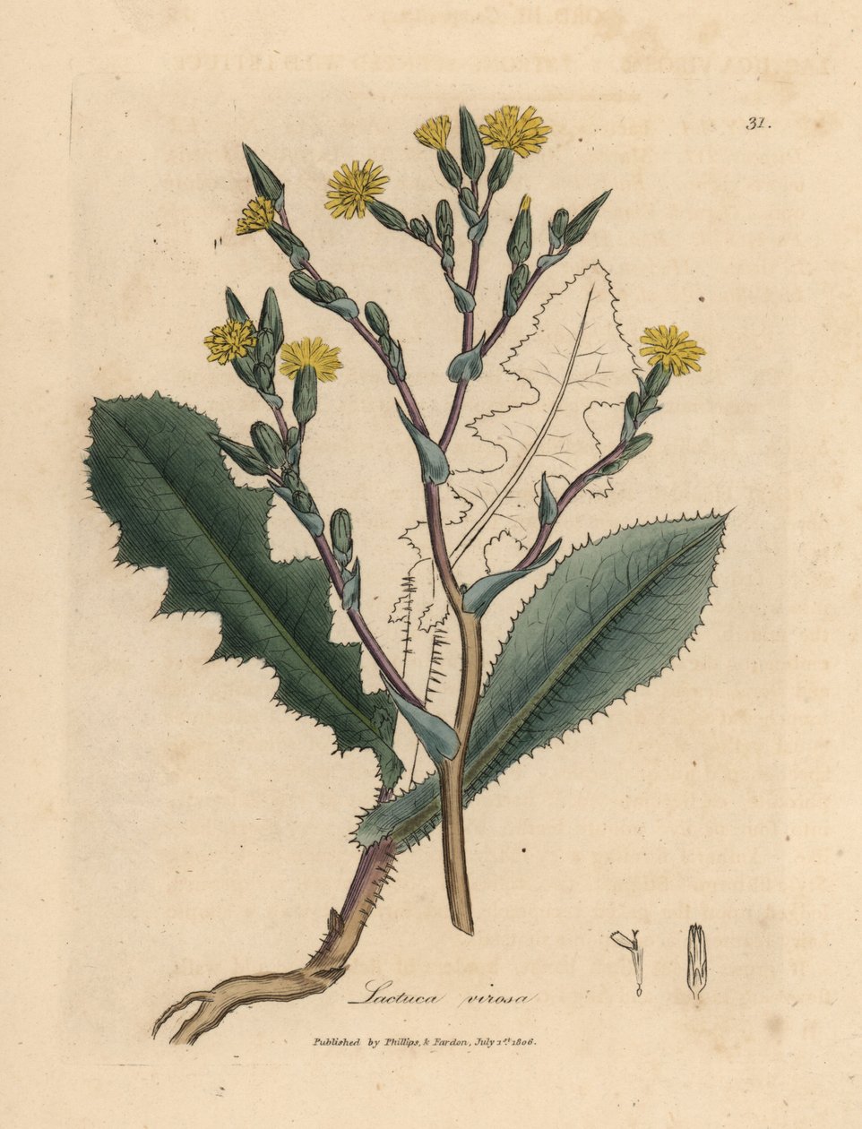 Gulblomstret vildsalat, Lactuca virosa af James Sowerby