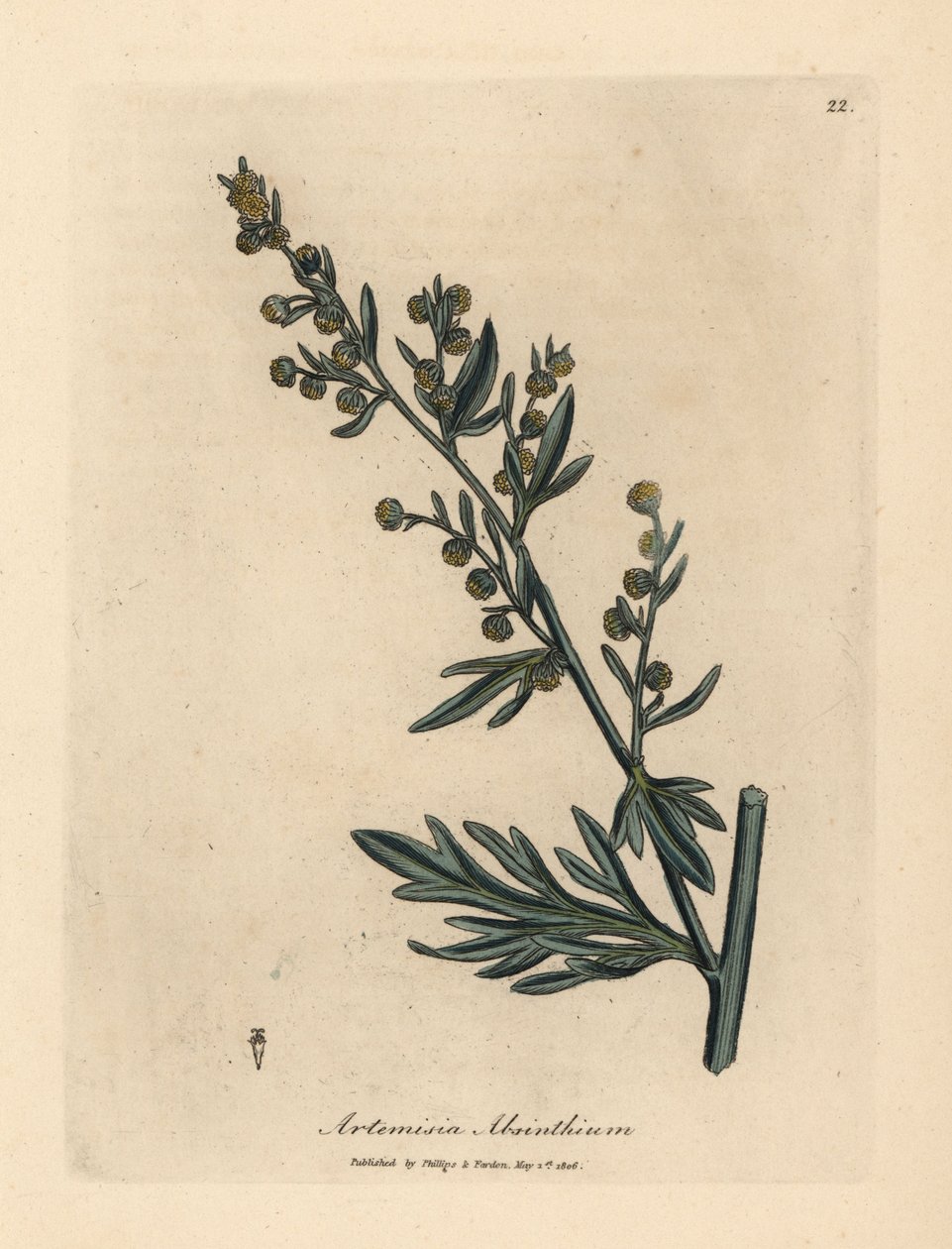 Gulblomstret malurt, Artemisia absinthium af James Sowerby