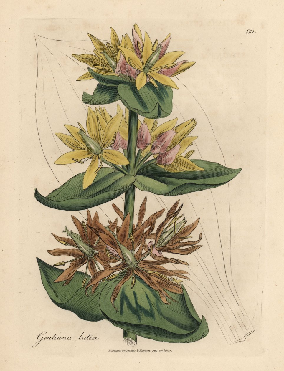 Gul ensian, Gentiana lutea af James Sowerby