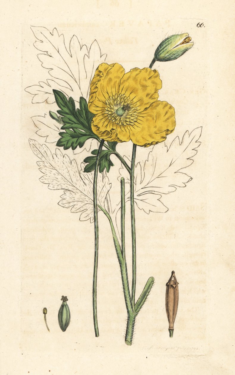 Gul eller walisisk valmue, Papaver cambricum (gul valmue). Håndfarvet kobberstik efter en illustration af James Sowerby fra James Smith