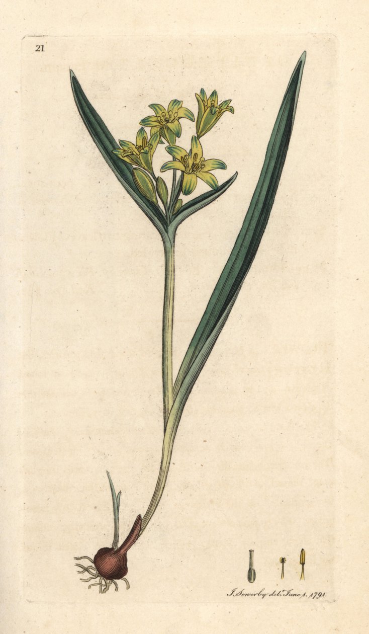Gul stjerne fra Betlehem, Gagea lutea (Ornithogalum luteum) (gagee jaune) Håndfarvet kobberstik efter en illustration af James Sowerby fra James Smith
