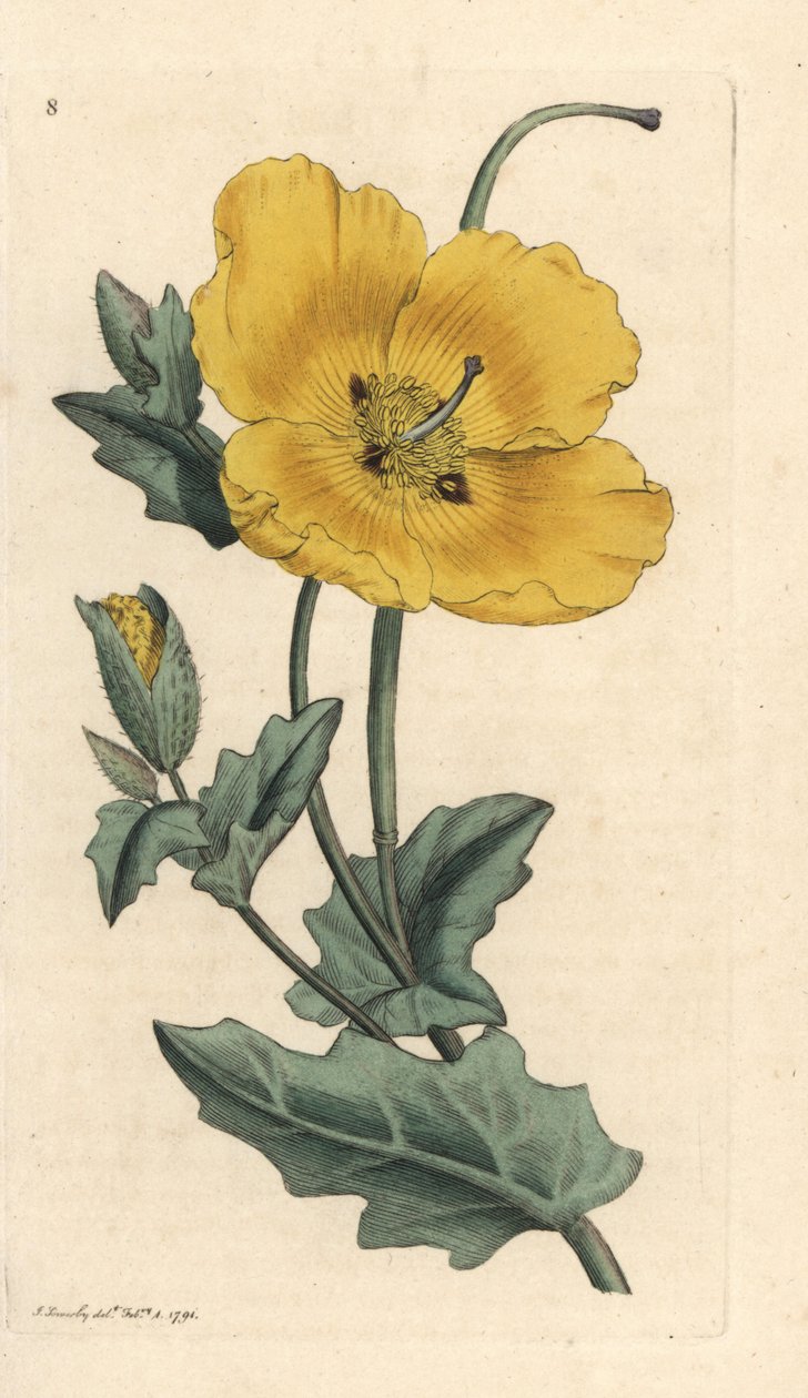 Gulhornsvalmue, Glaucium flavum (Chelidonium glaucium) Håndfarvet kobberstik efter en illustration af James Sowerby fra James Smith