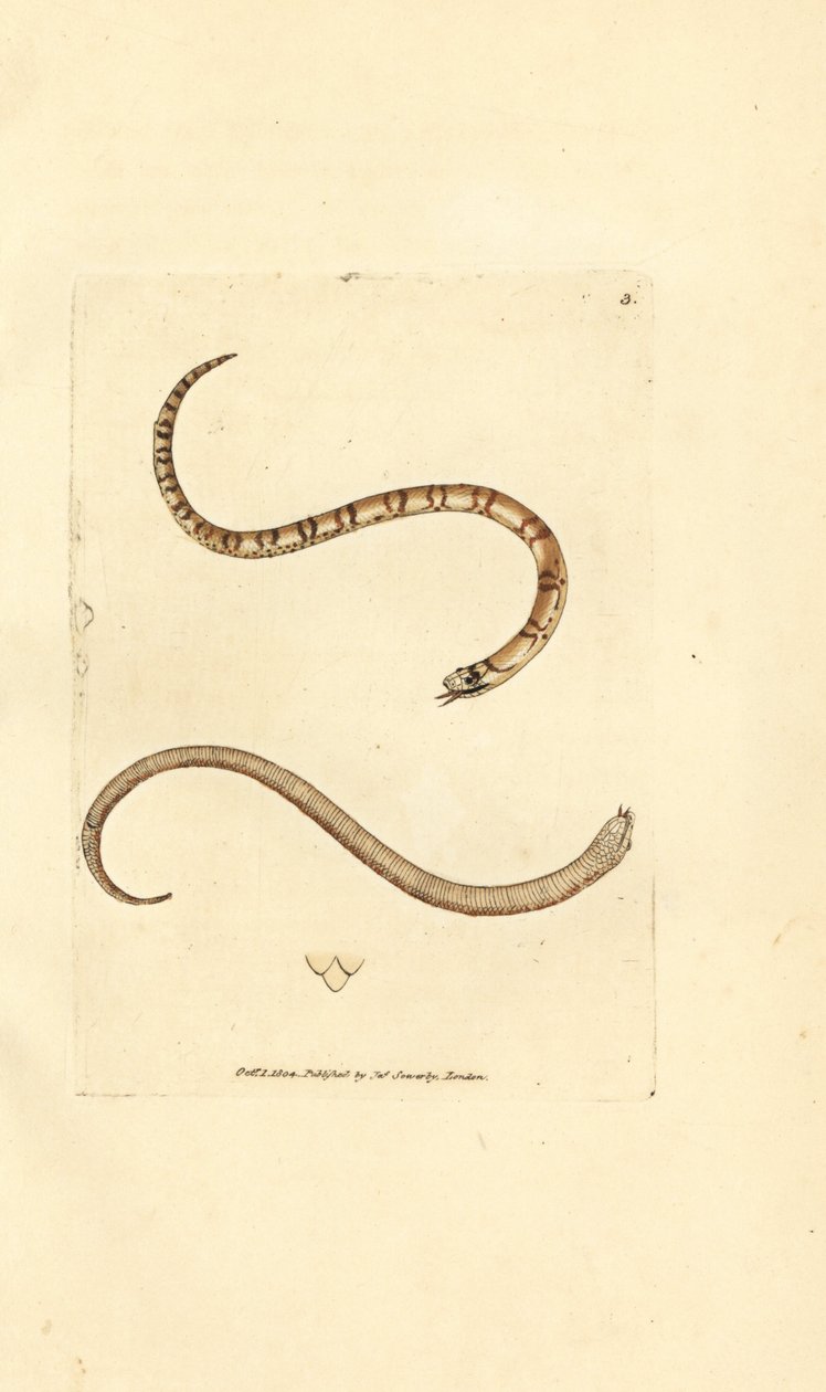 Ung glat slange, Coronella austriaca (Dumfriesshire slange, Coluber dumfrisiensis). Håndfarvet kobberstik af James Sowerby fra The British Miscellany, eller farvede figurer af nye, sjældne eller lidet kendte dyreemner. af James Sowerby