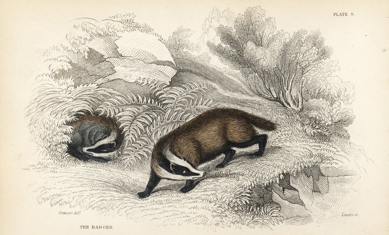 Europæisk grævling, Meles meles (Meles taxus). Håndfarvet stålgravering af Lizars efter en illustration af James Stewart fra William Jardines Naturalist