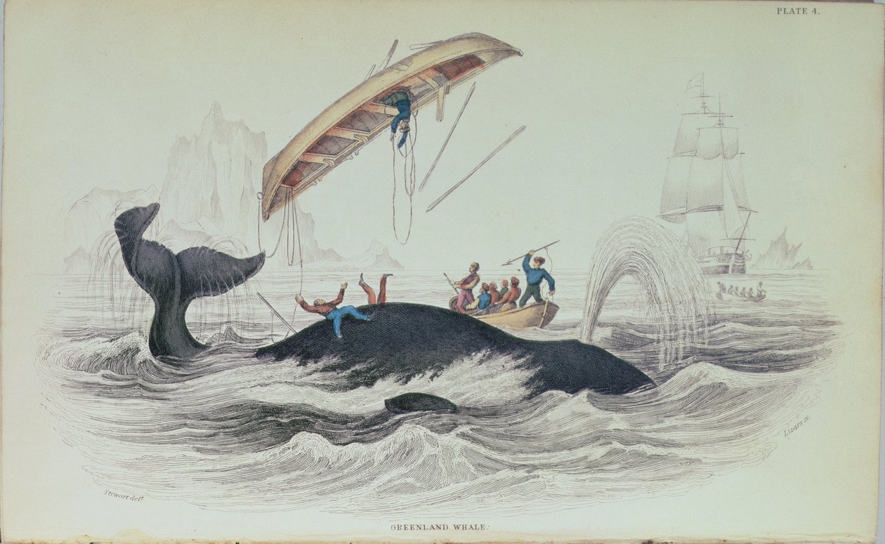 Grønlandshval, bogillustration indgraveret af William Home Lizars (1788-1859) af James Stewart