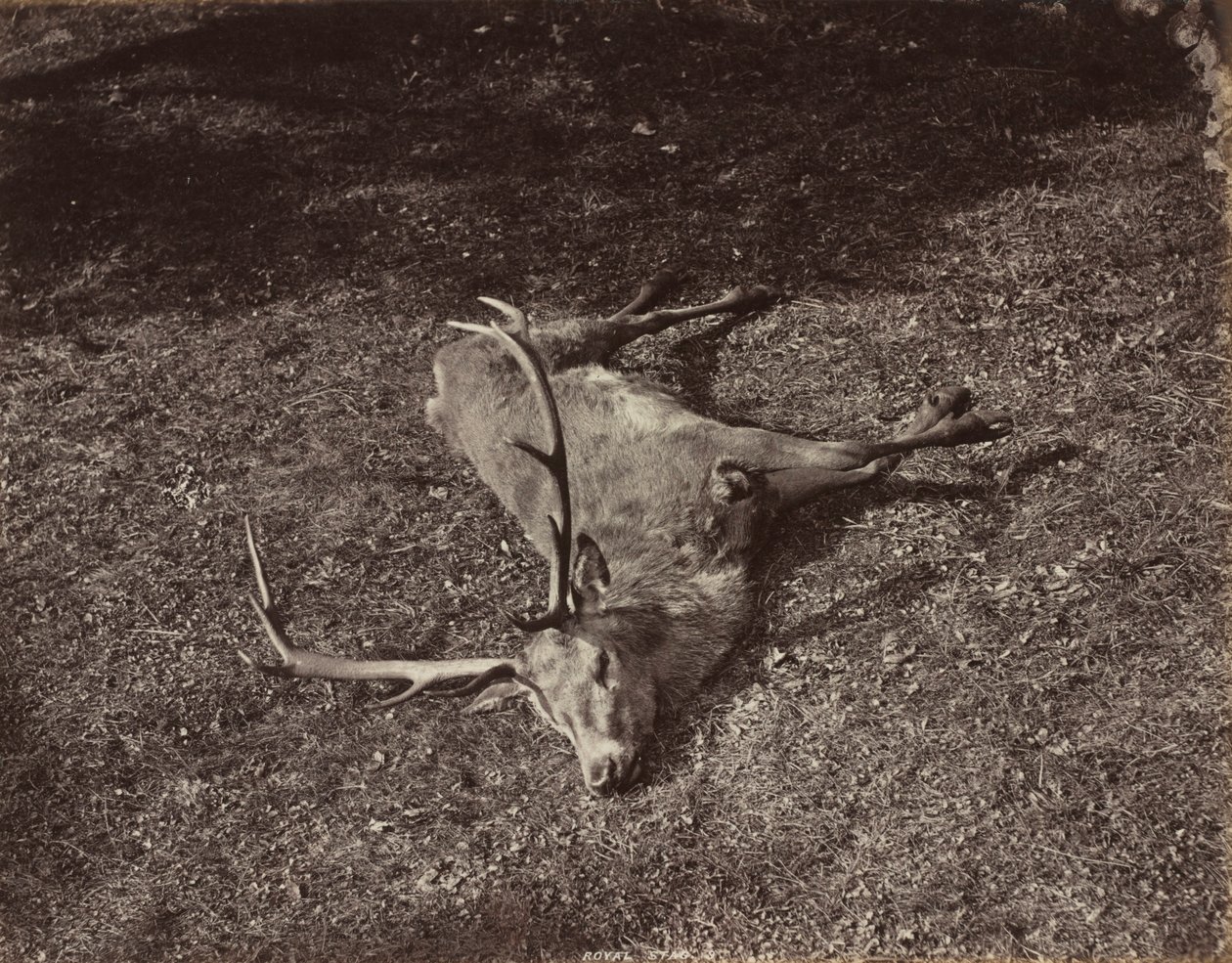 Den kongelige kronhjort, ca. 1870. af James Valentine