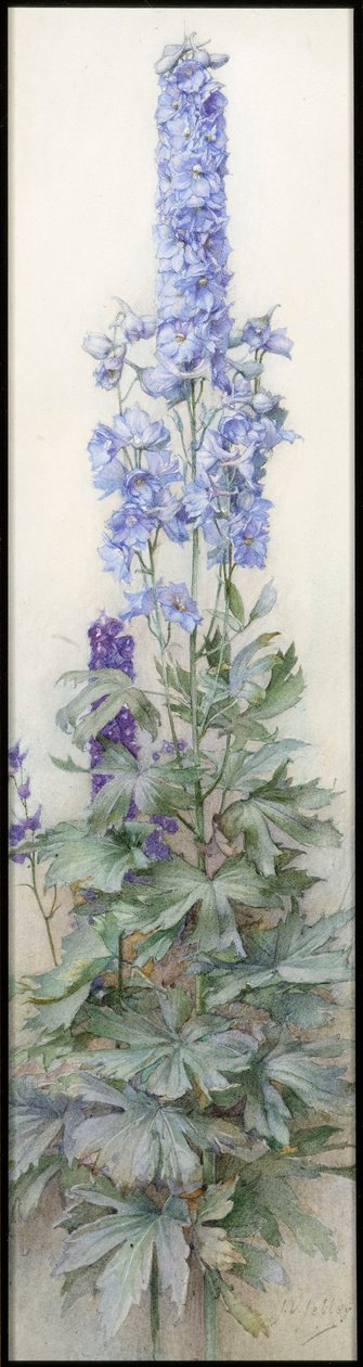 Delphiniums, ca. 1920 af James Valentine Jelley