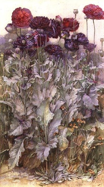 Valmuer (akvarel) af James Valentine Jelley