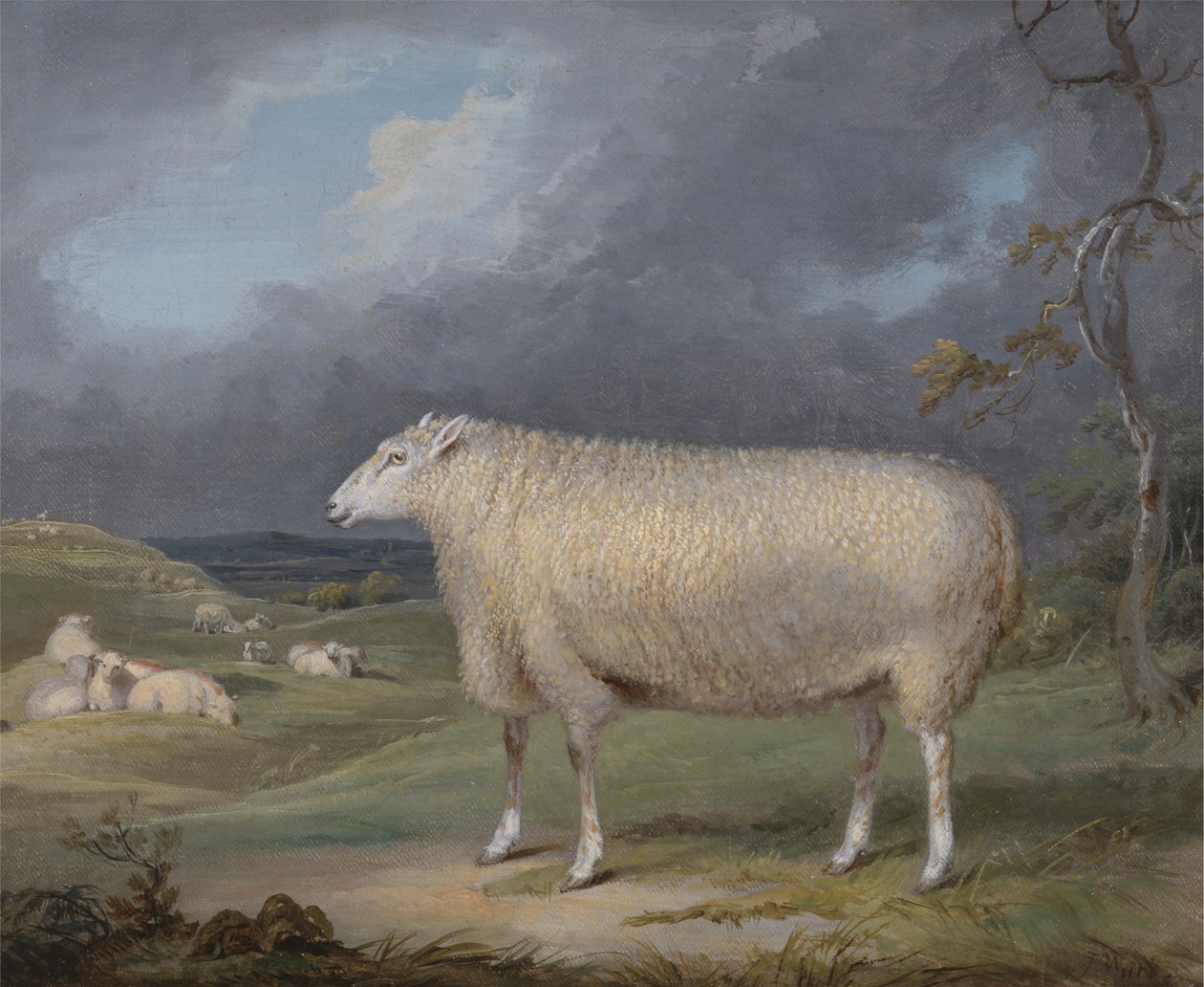 En Border Leicester Ewe af James Ward