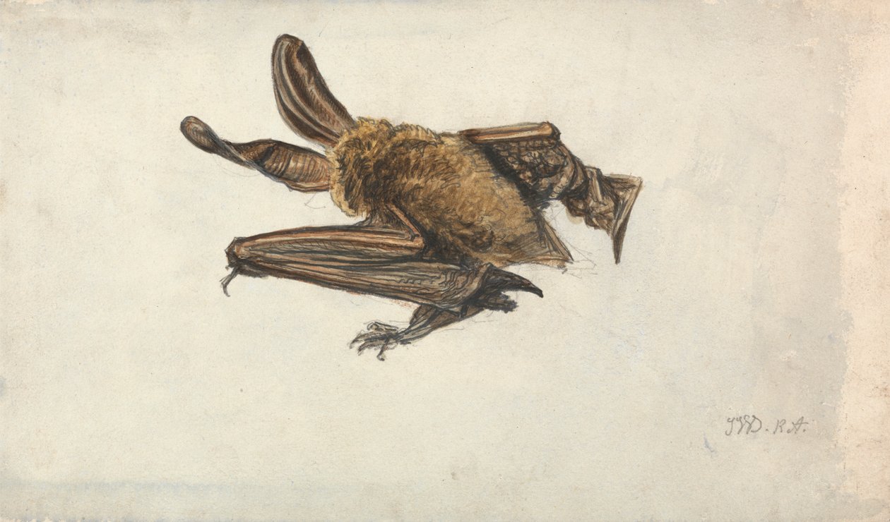 En brun langøret flagermus (Plecotus auritus) af James Ward