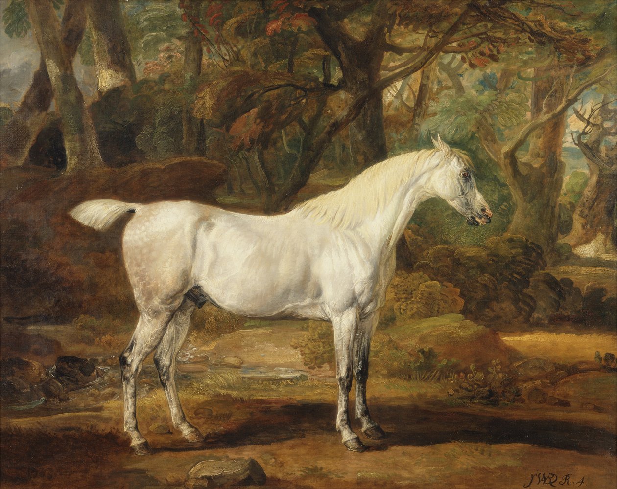 A Grey Arabian Stallion, Sir Watkin Williams-Wynns ejendom, ca. 1815-20 (olie på lærred) af James Ward