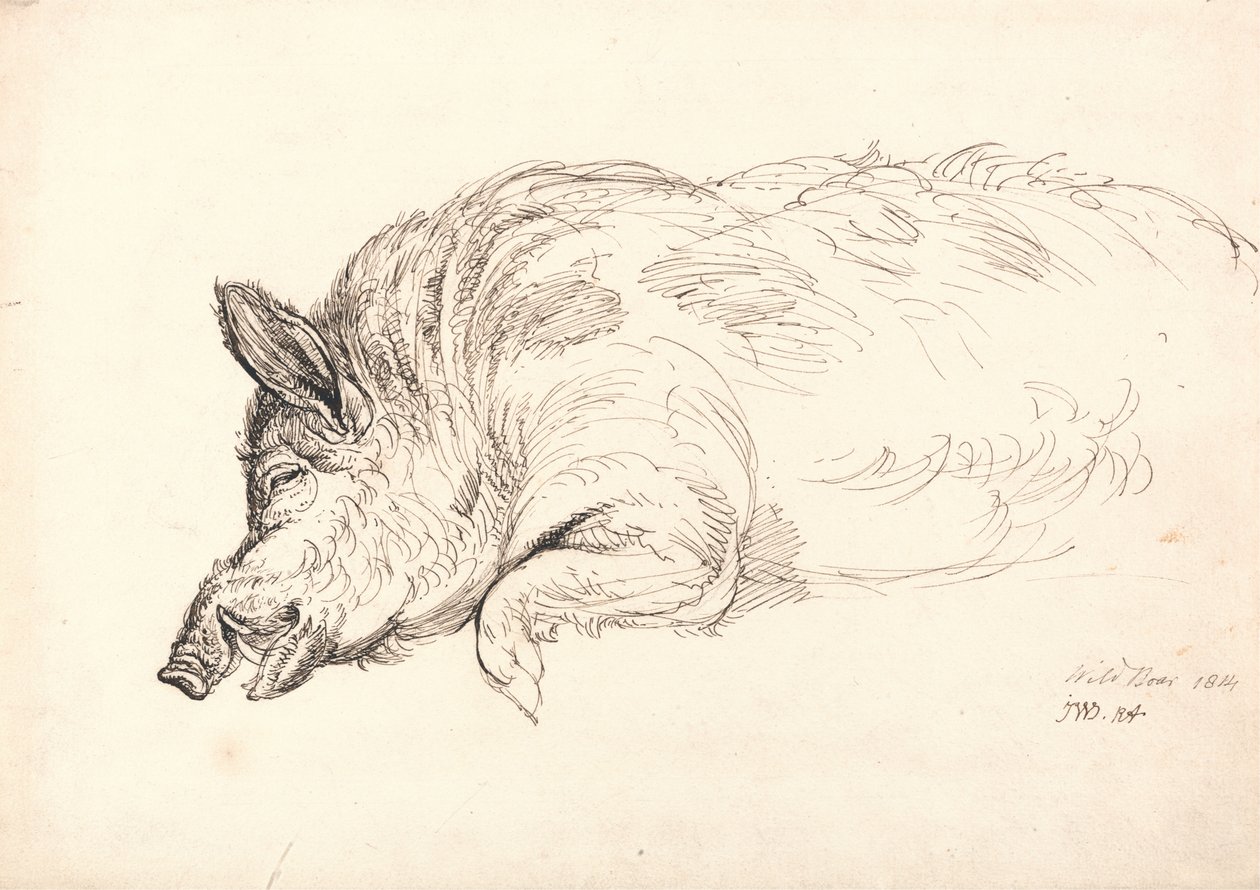 Et vildsvin, sovende eller død, 1814 af James Ward