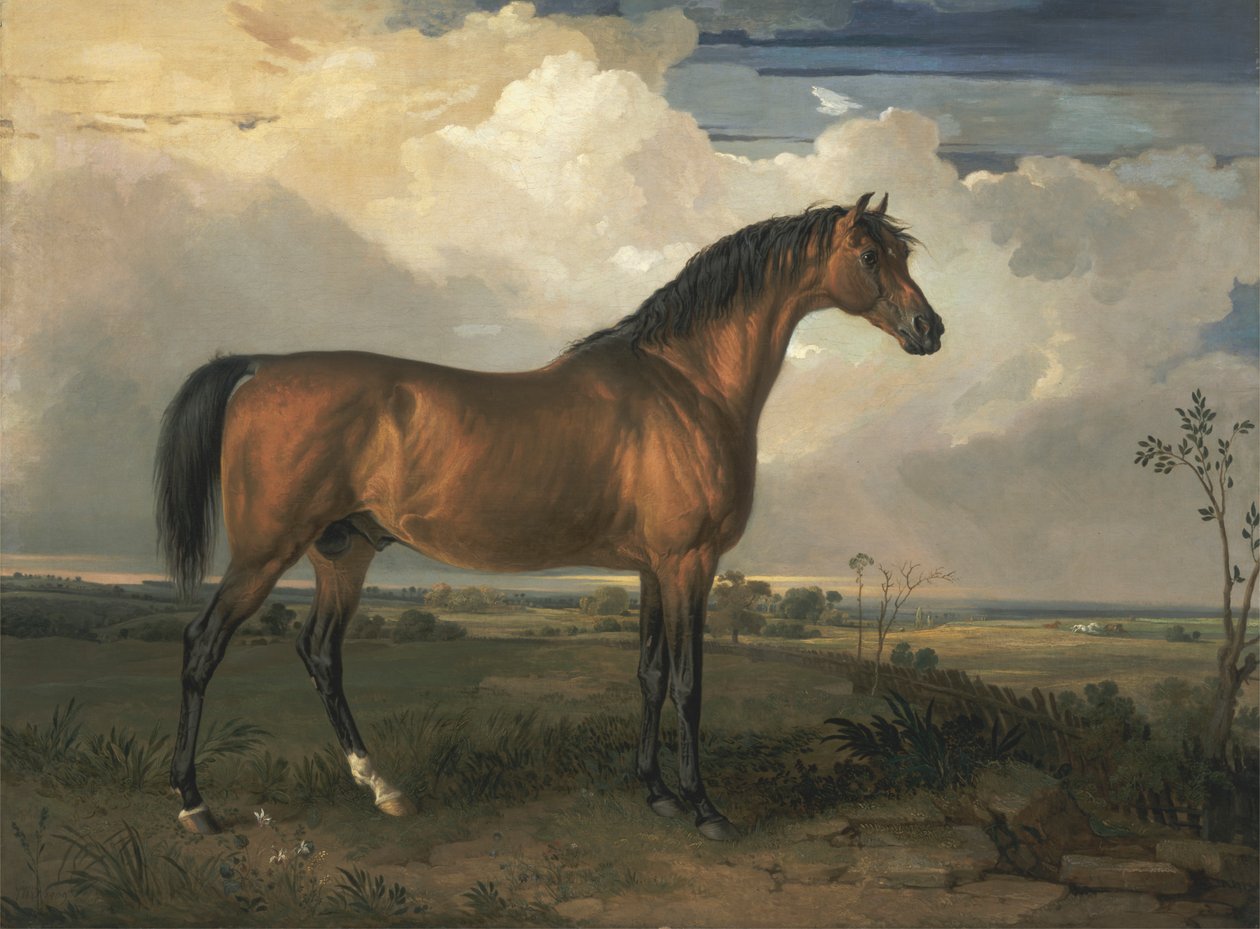 Eagle, en fejret hingst af James Ward