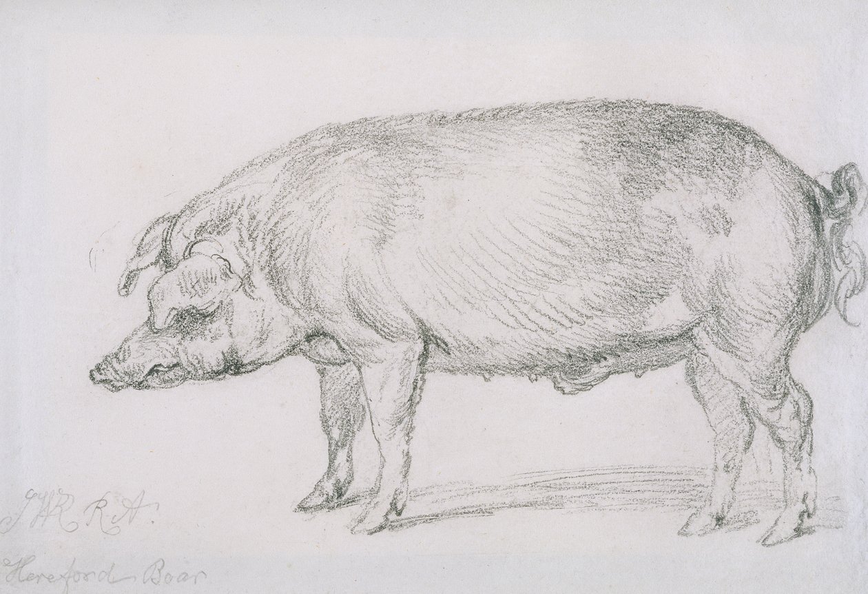 Hereford Boar, ca. 1803-04 (blyant på papir) af James Ward