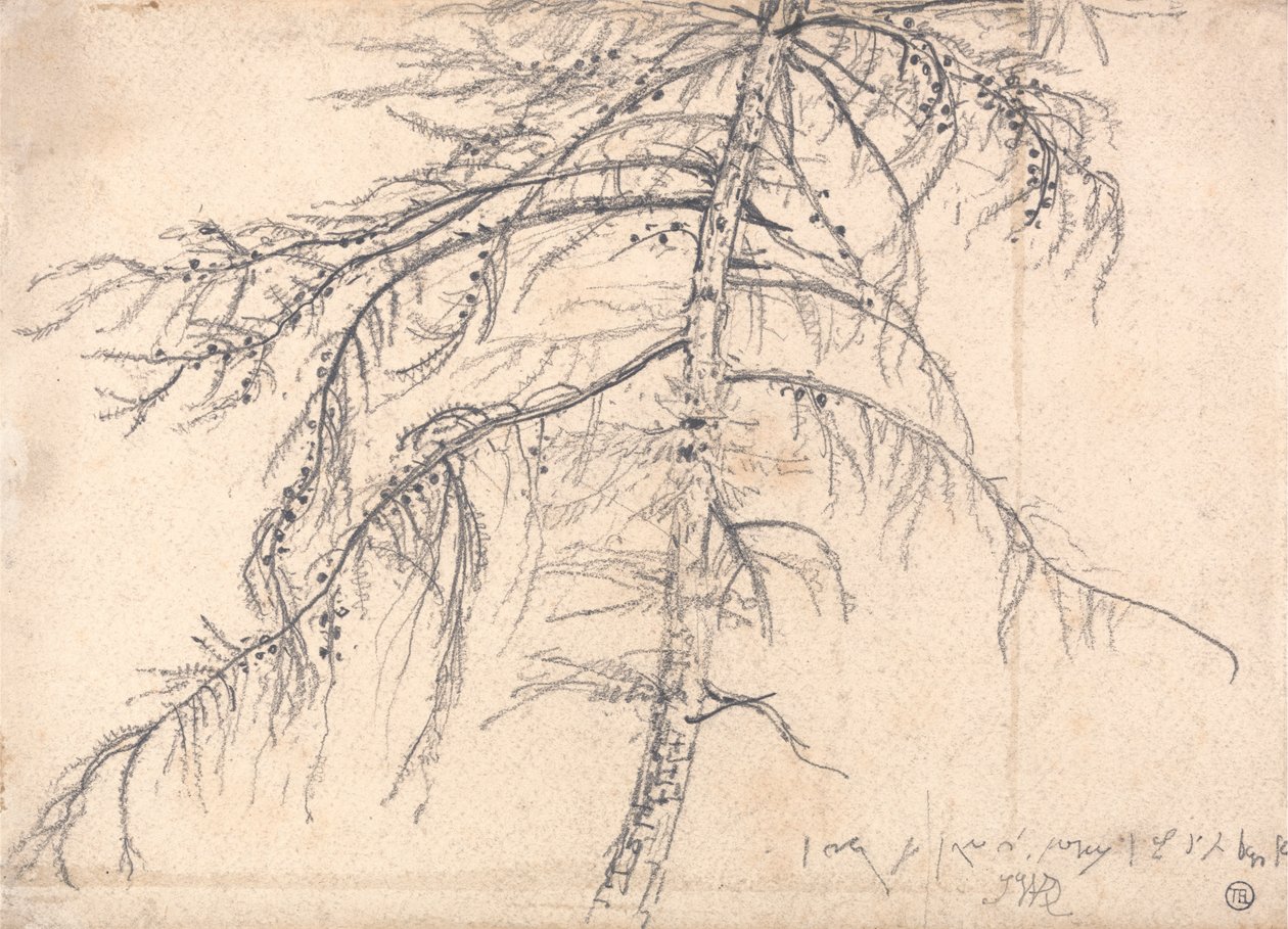 Lærketræ af James Ward