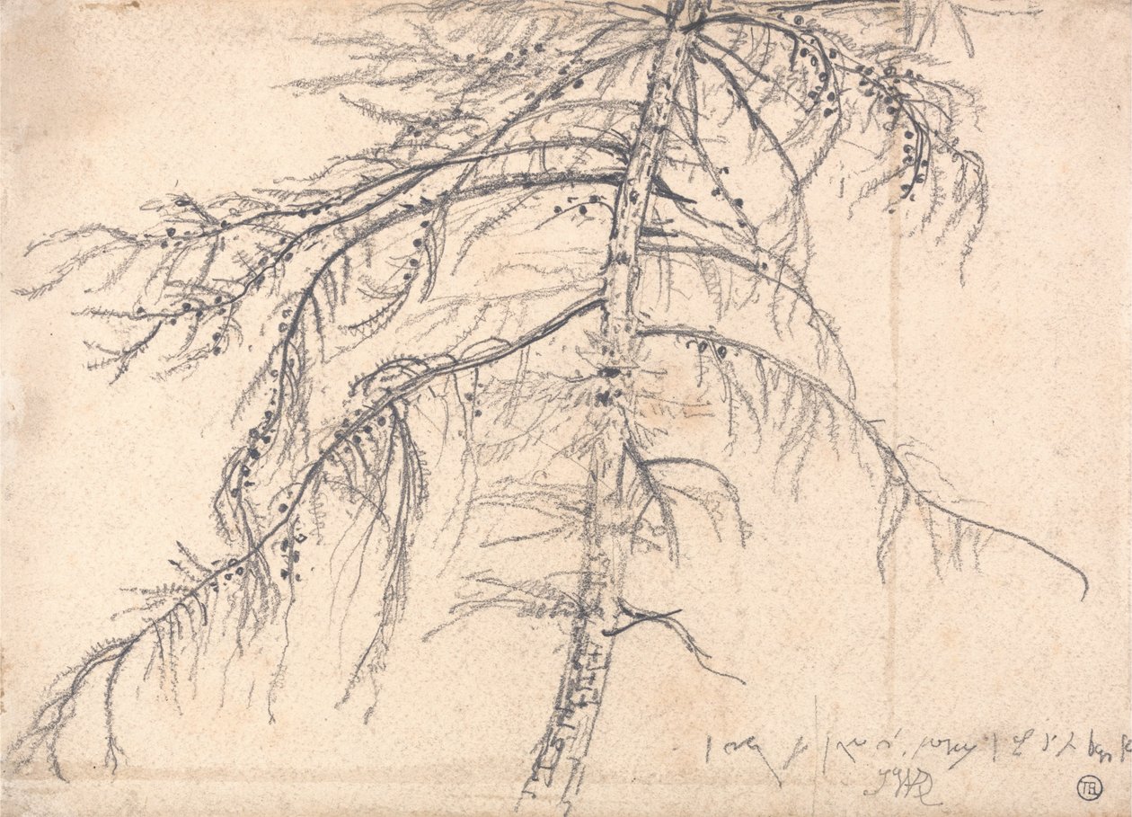 Lærketræ af James Ward