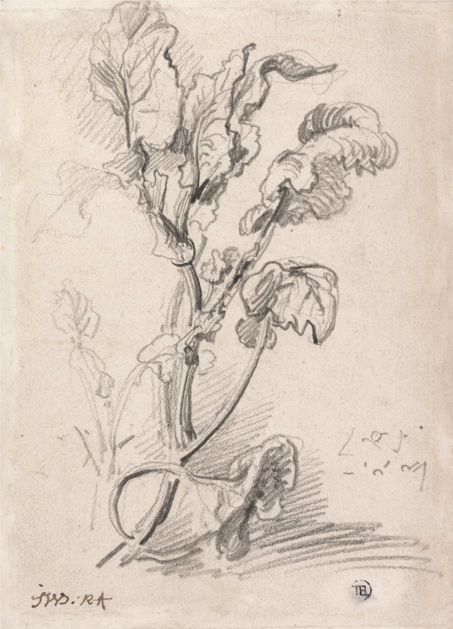 Planteundersøgelse af James Ward