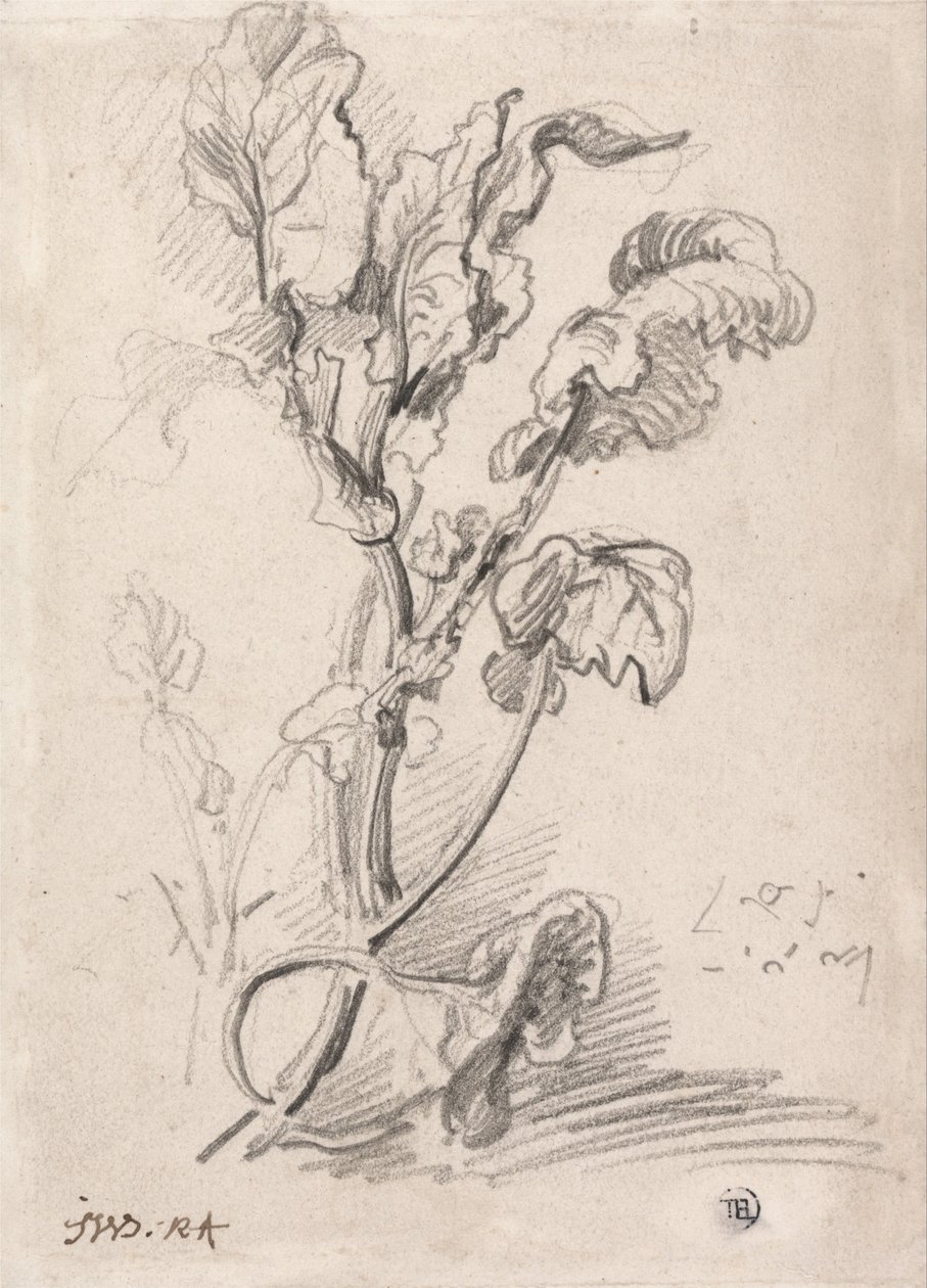 Undersøgelse af planter af James Ward