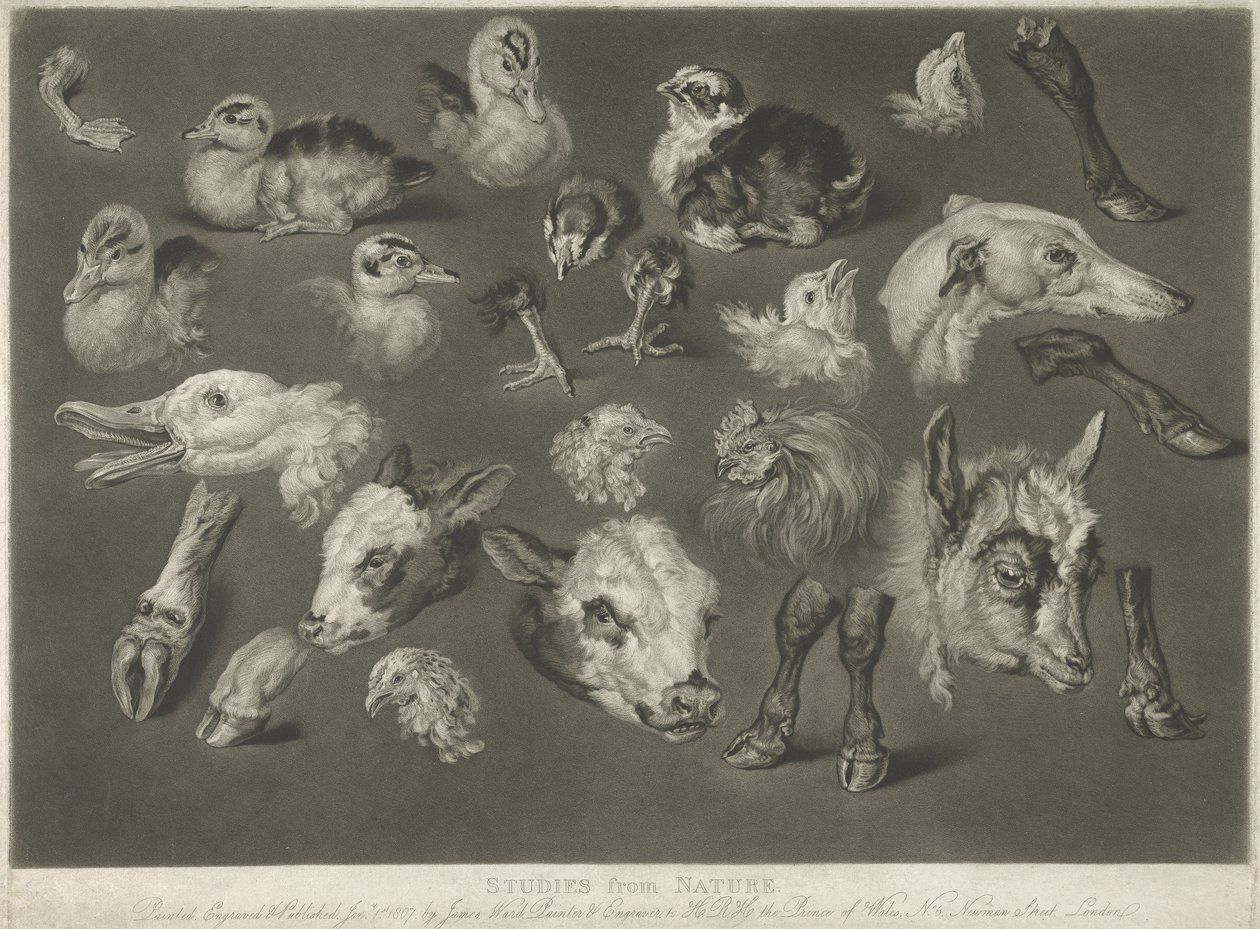 Studier fra naturen, 1807 af James Ward