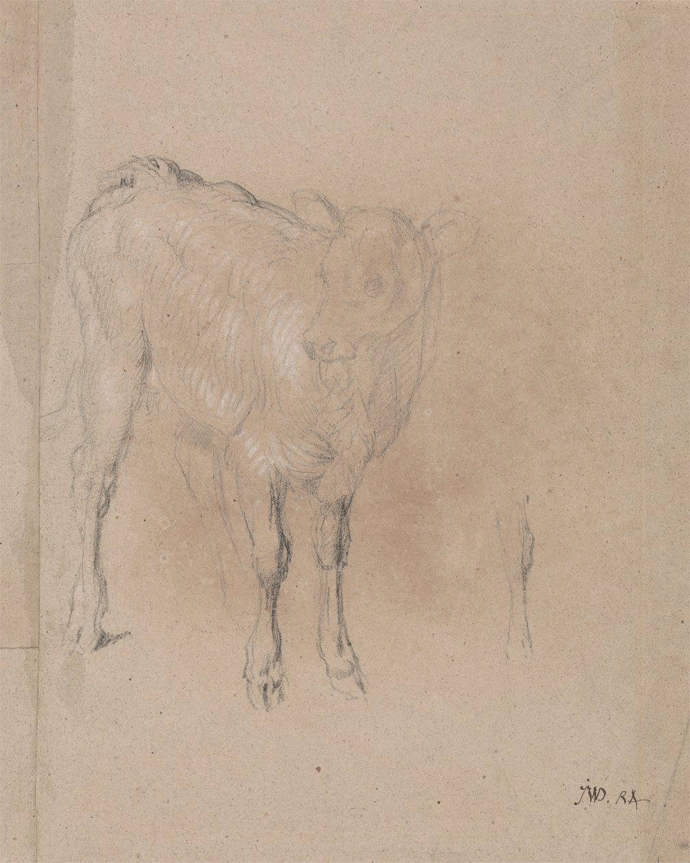 Studie af en kalv af James Ward