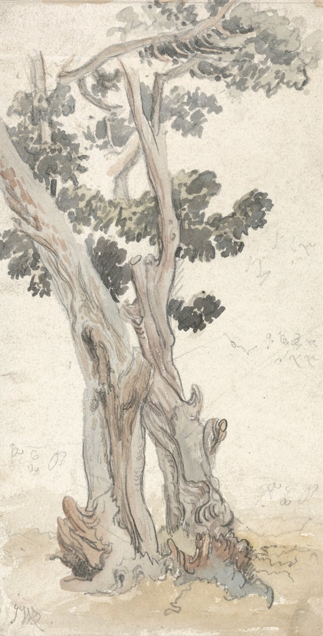 Studie af et træ af James Ward