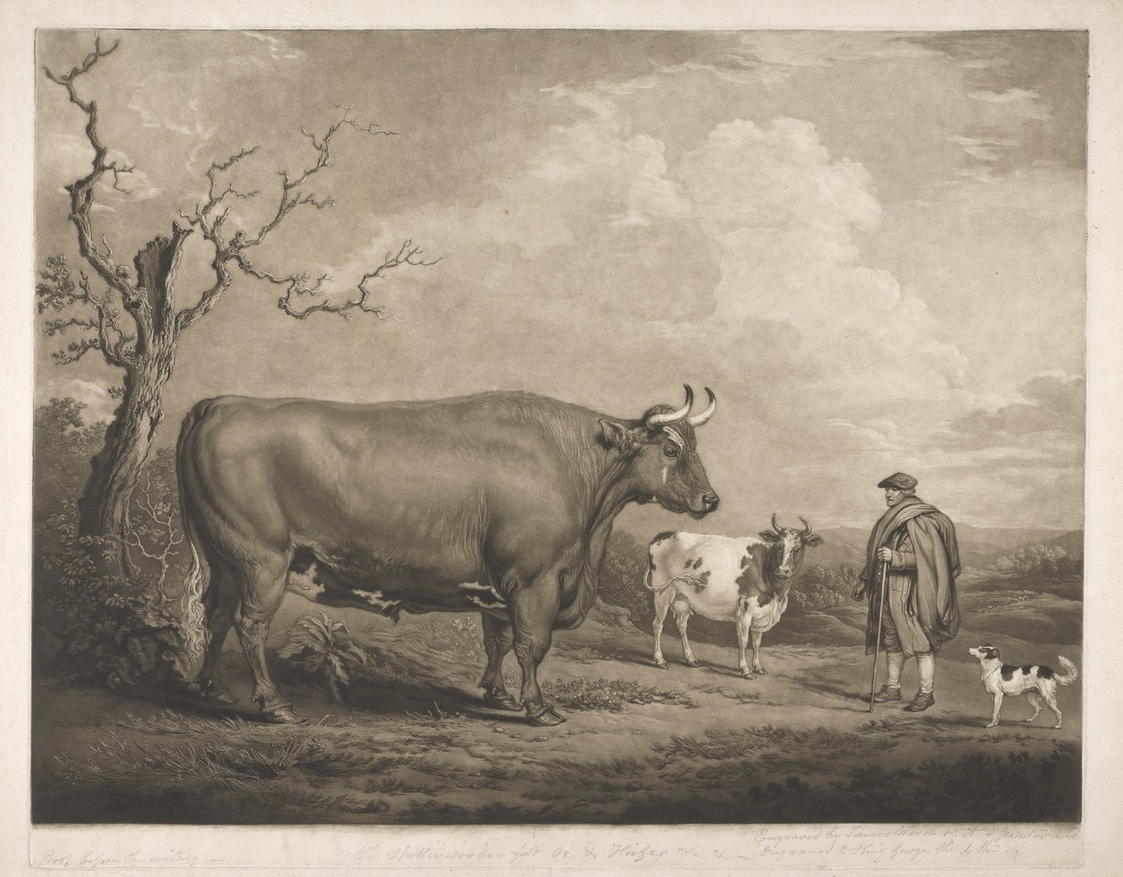 The Spottiswoode Ox af James Ward