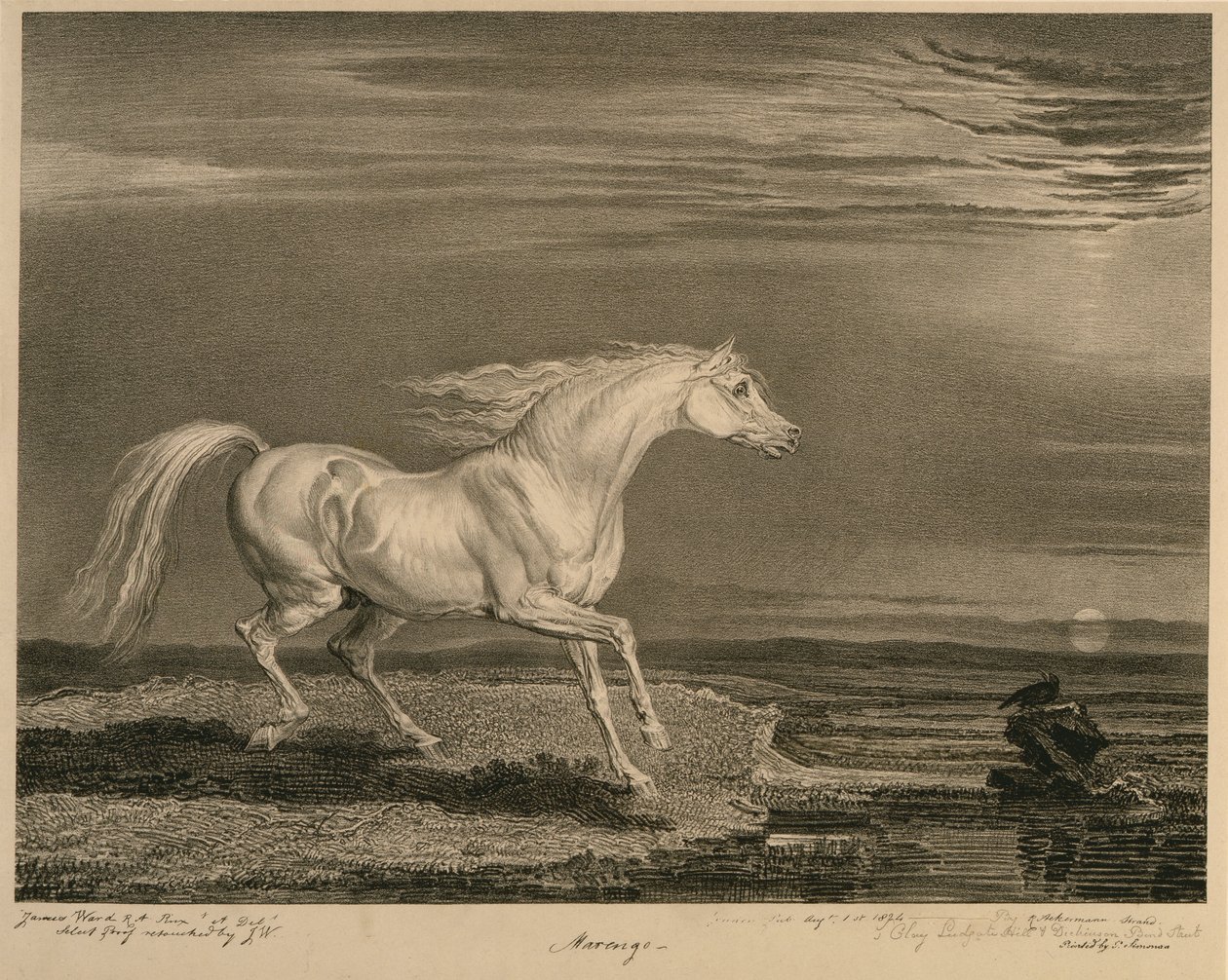 Marengo, fra Celebrated Horses, et sæt af fjorten væddeløbstryk udgivet af kunstneren, 1823-24 af James after Ward