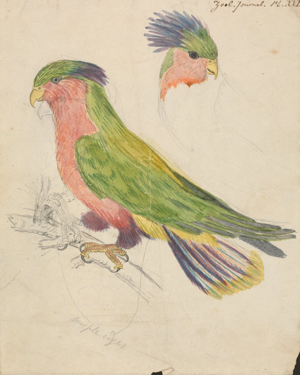 En kakadue af James de Carle Sowerby
