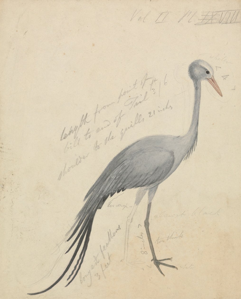 En kran af James de Carle Sowerby