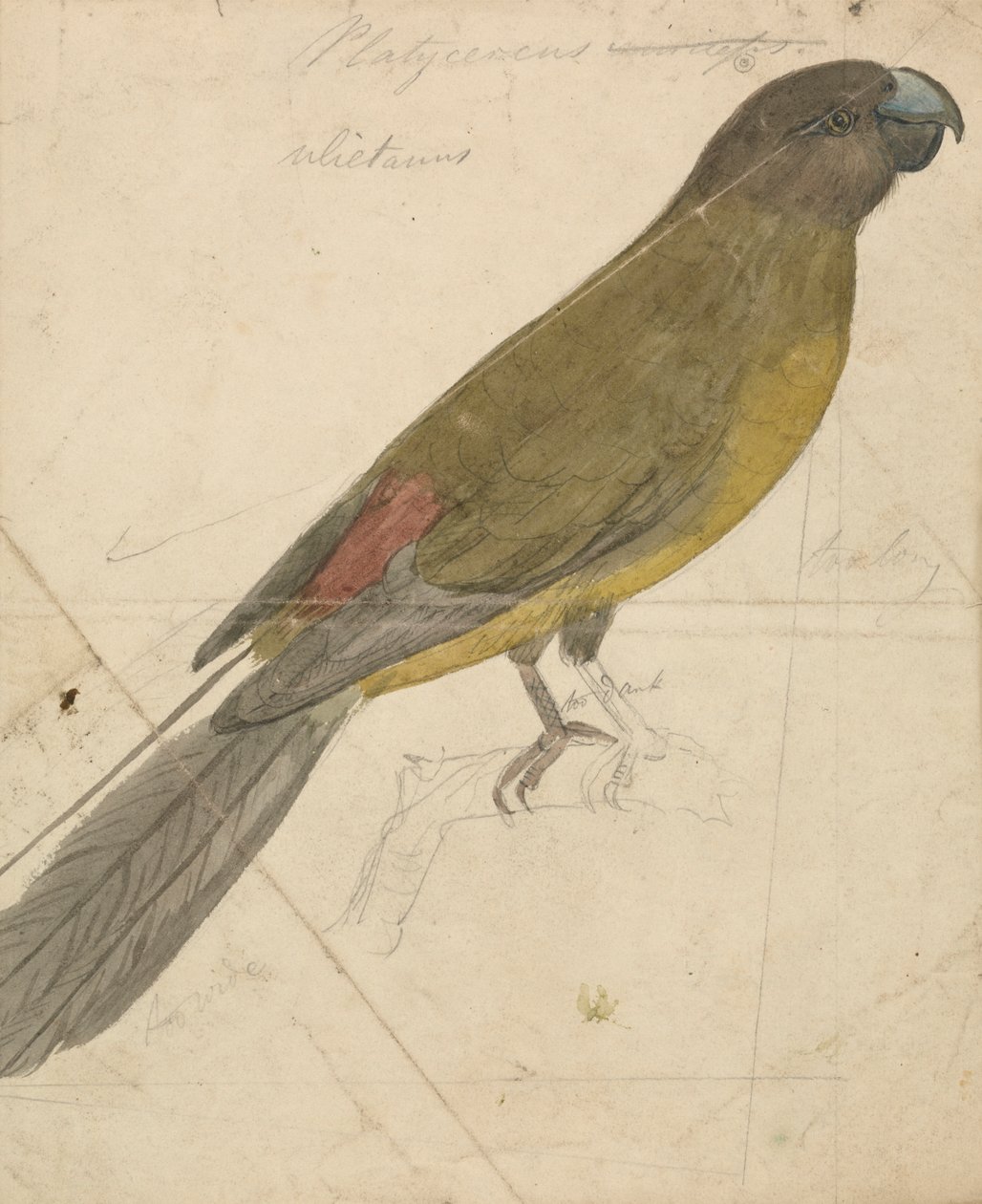 En papegøje af James de Carle Sowerby