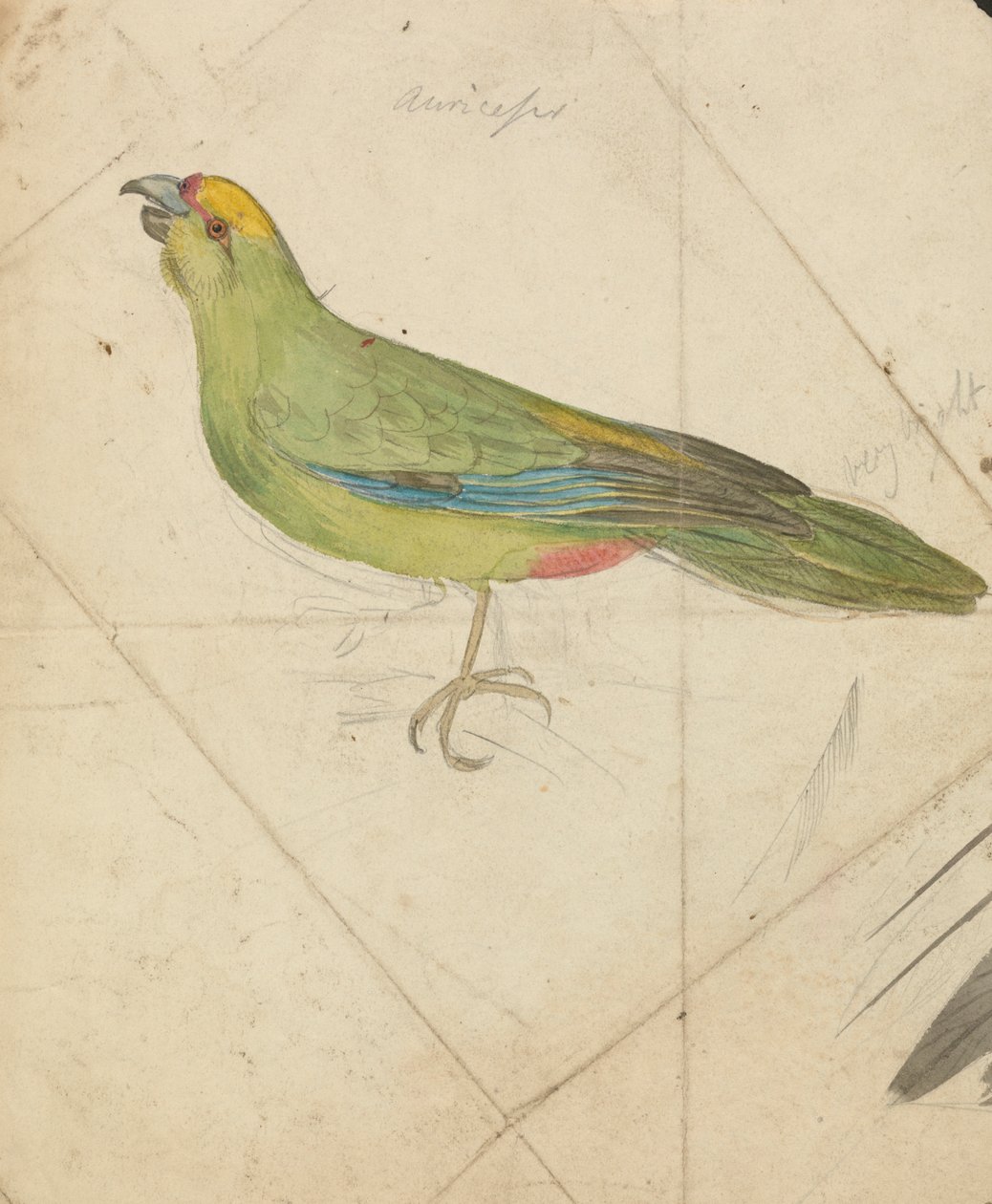 En papegøje af James de Carle Sowerby