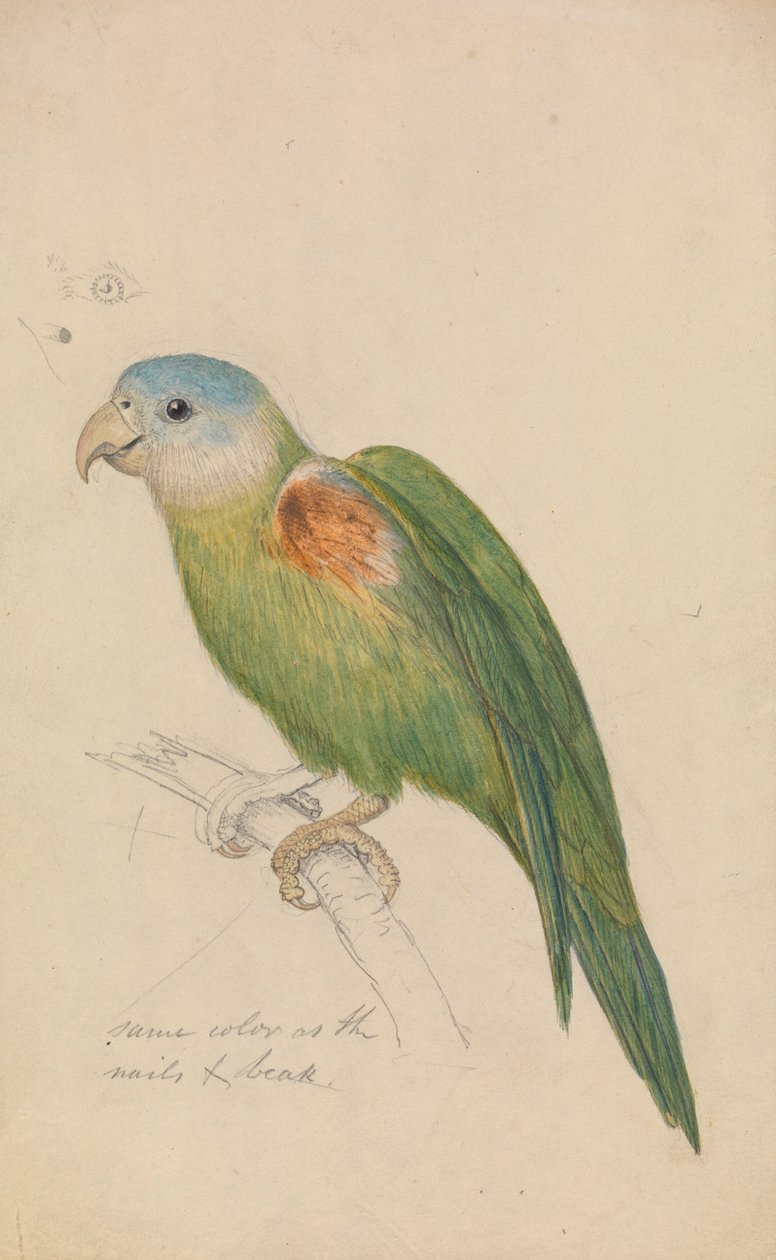 En papegøje af James de Carle Sowerby