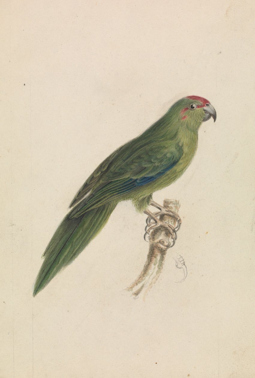 En papegøje af James de Carle Sowerby