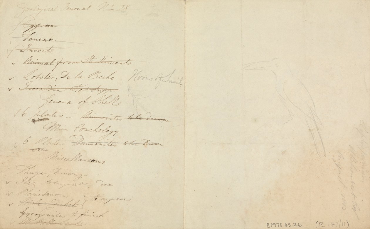 Tre Tukaner af James de Carle Sowerby