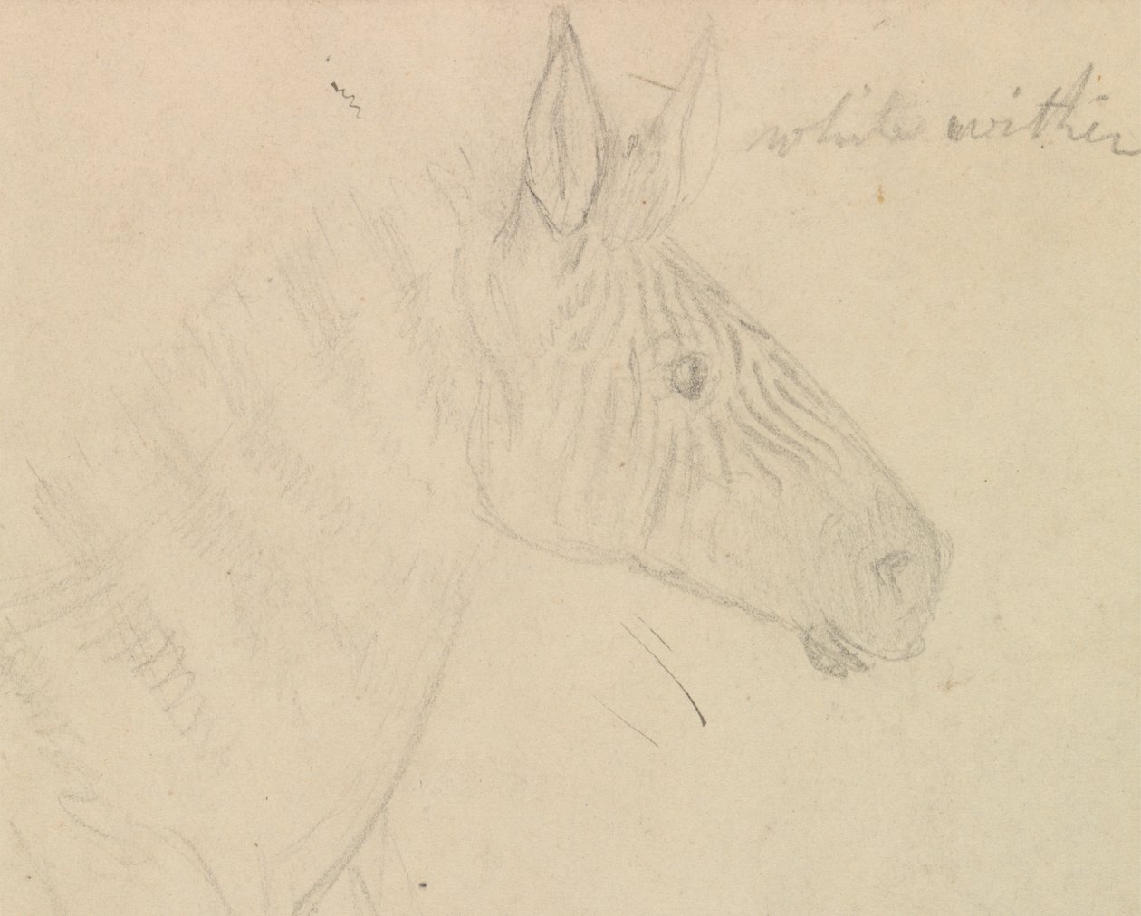 Zebra af James de Carle Sowerby