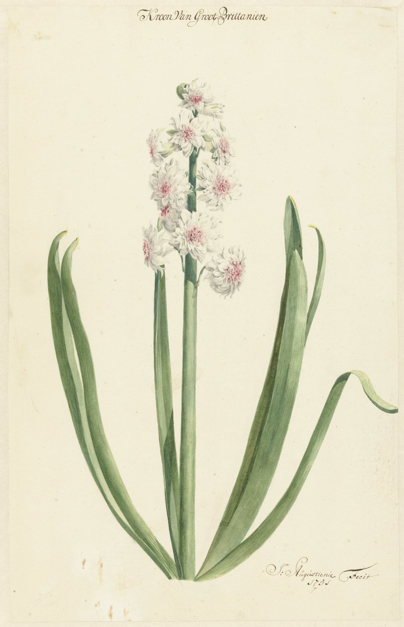 Den rosa-hvide hyacint Crown of Great Britain af Jan Augustini