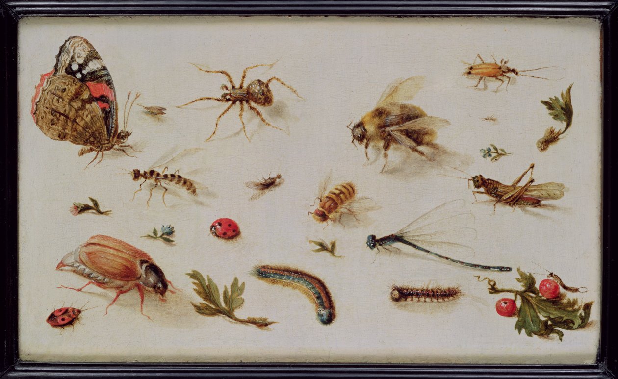 En undersøgelse af insekter af Jan the Elder Brueghel
