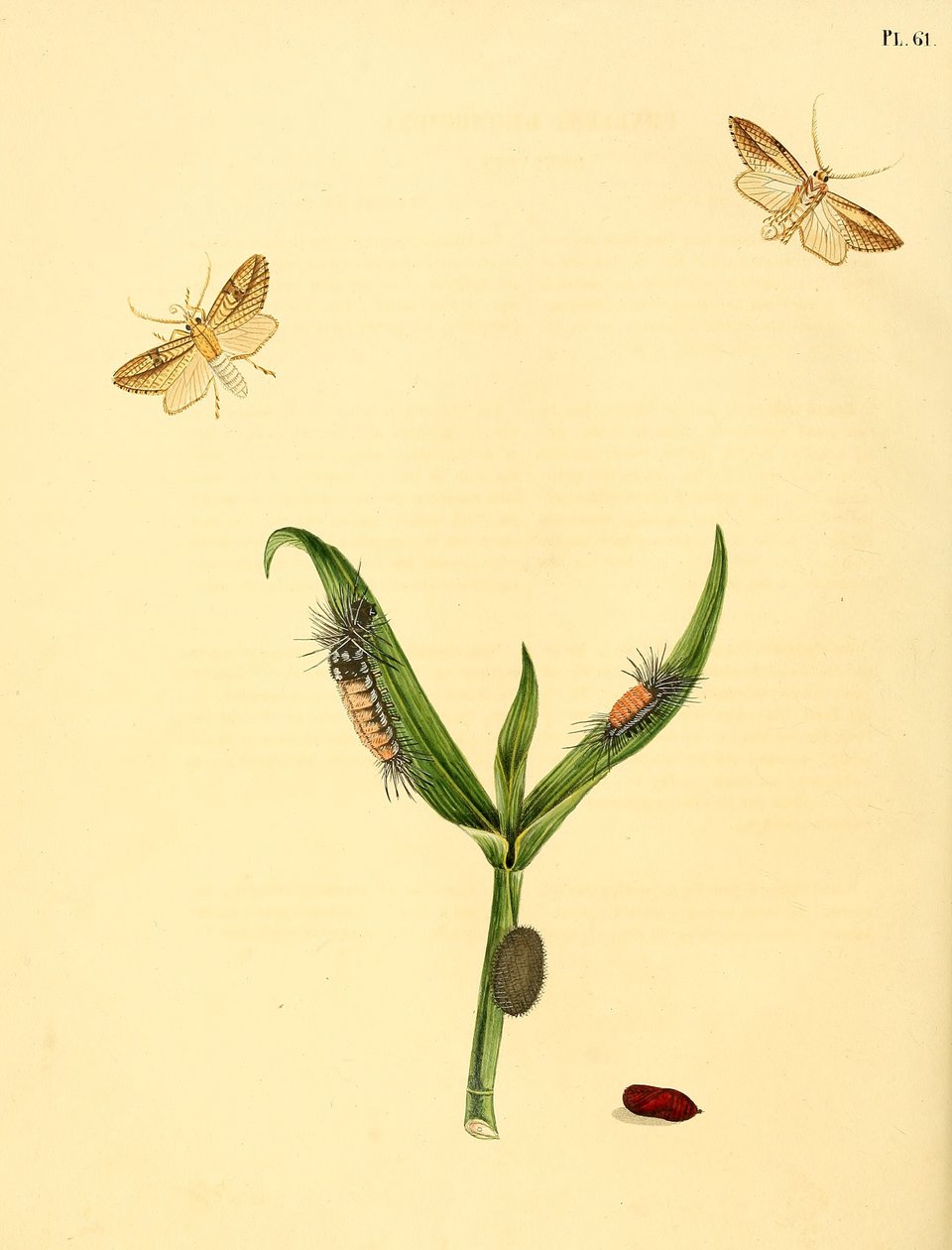 uidentificeret sommerfugl, beskrevet som Phalaena rhomboidea af Jan Christiaen Sepp