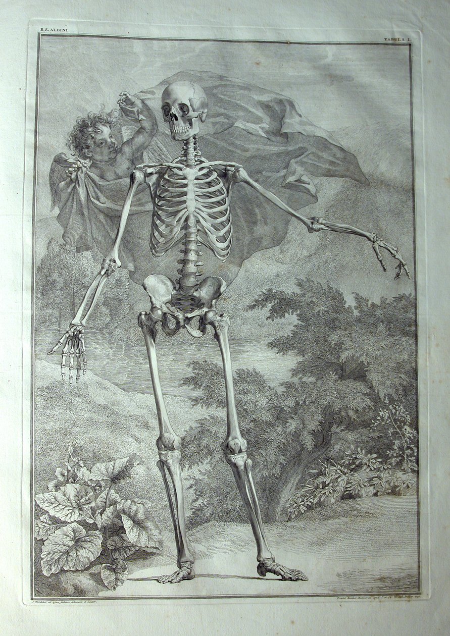 Albinus I, Pl. I: Skelet, illustration fra 