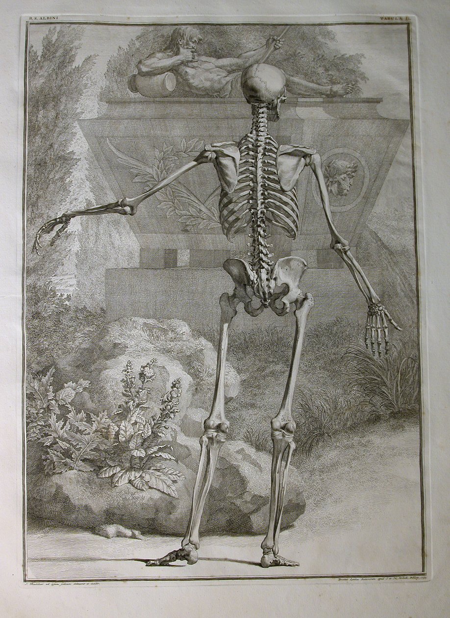Albinus I, Pl. II: Skelet, illustration fra "Tabulae sceleti et musculorum corporis humani", af Bernhard Siegfried Albinus (1697-1770), udgivet af J.undH. Verbeek, bibliop., Leiden, 1740 (gravering af Jan Wandelaar